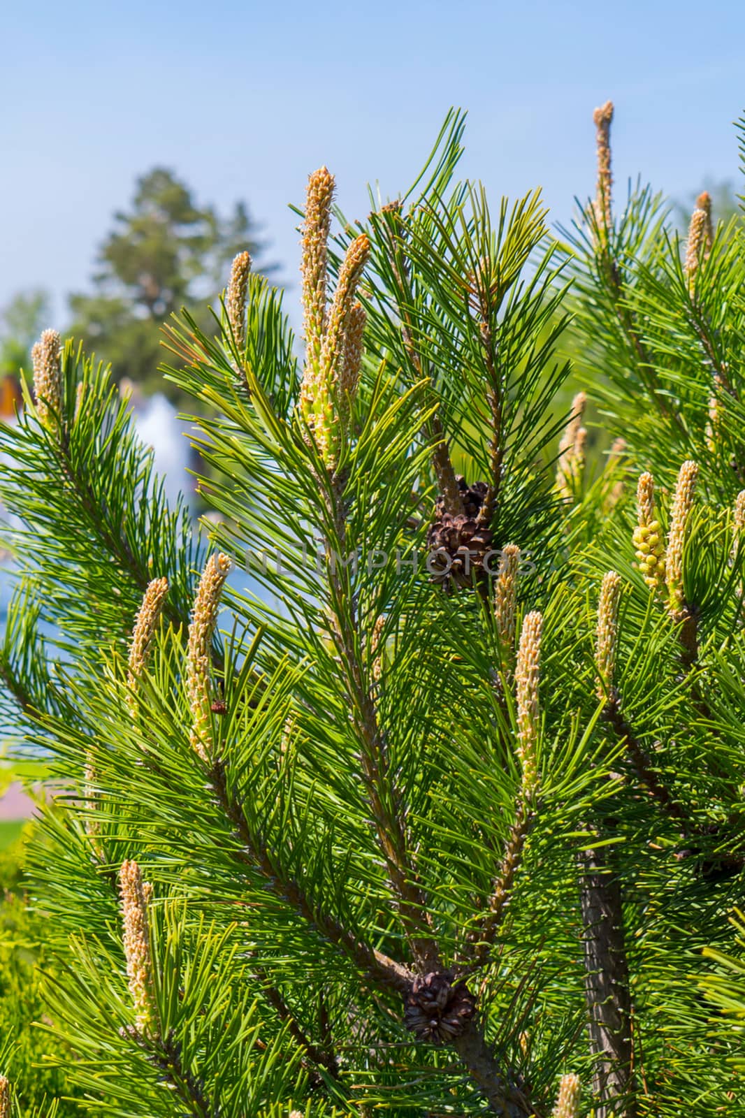 young spring yellow shoots on the pine tree are rapidly stretching up to the sun