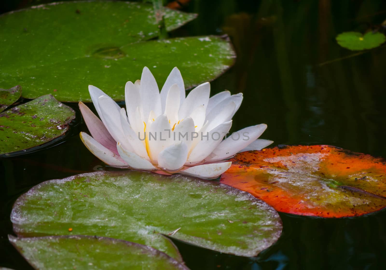 A white flower with dense petals growing up on the water among wide sheets of water-lily green hue.