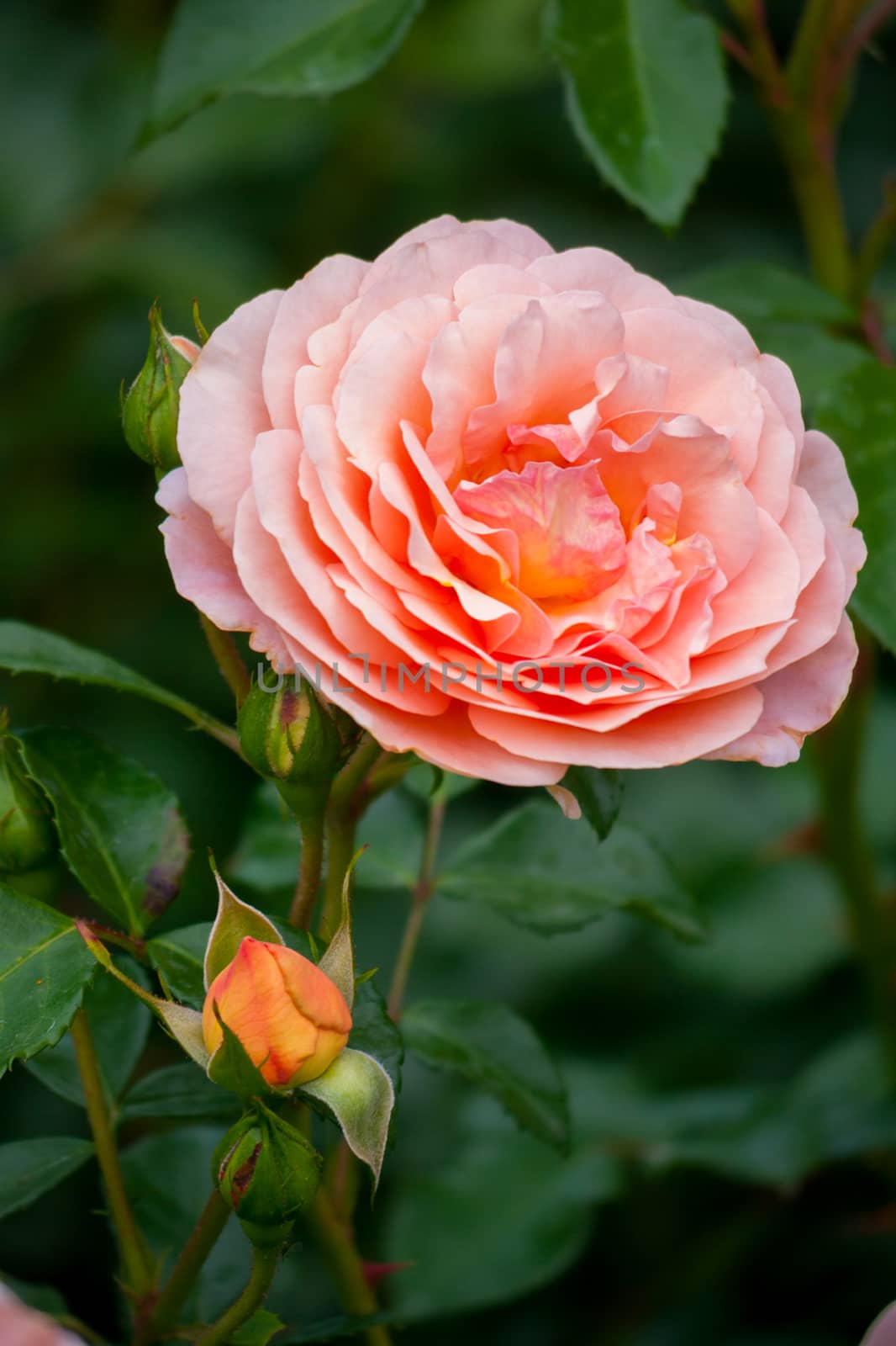 Pale petals of pastel color of soft rose with buds on a branch