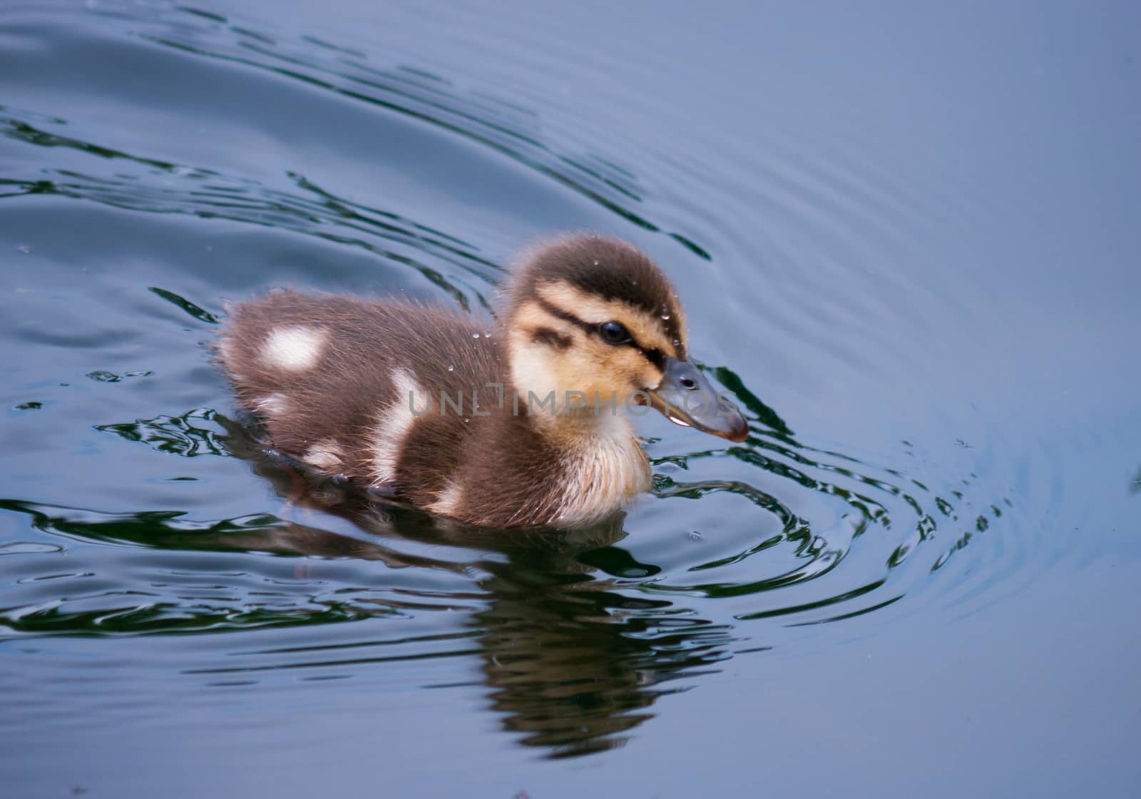 A small duck of a wild duck floats along the lake, leaving behind a trail of ersines