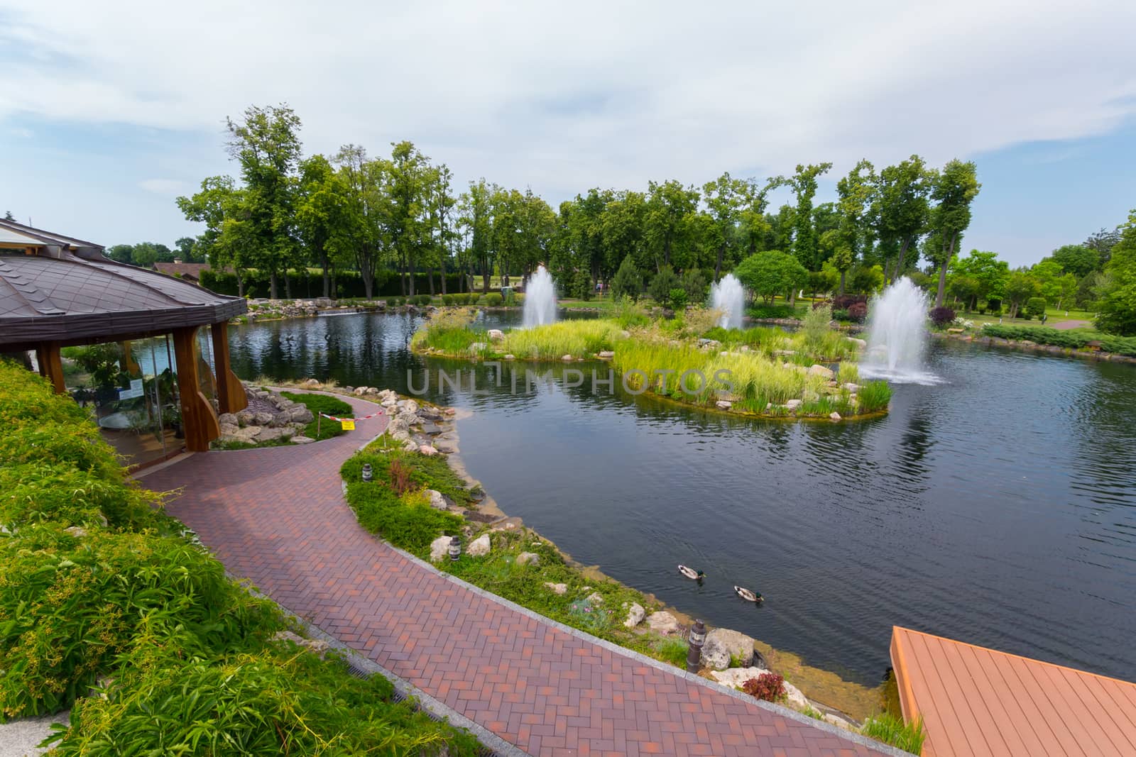 Ducks gracefully floating in a small pond with fountains