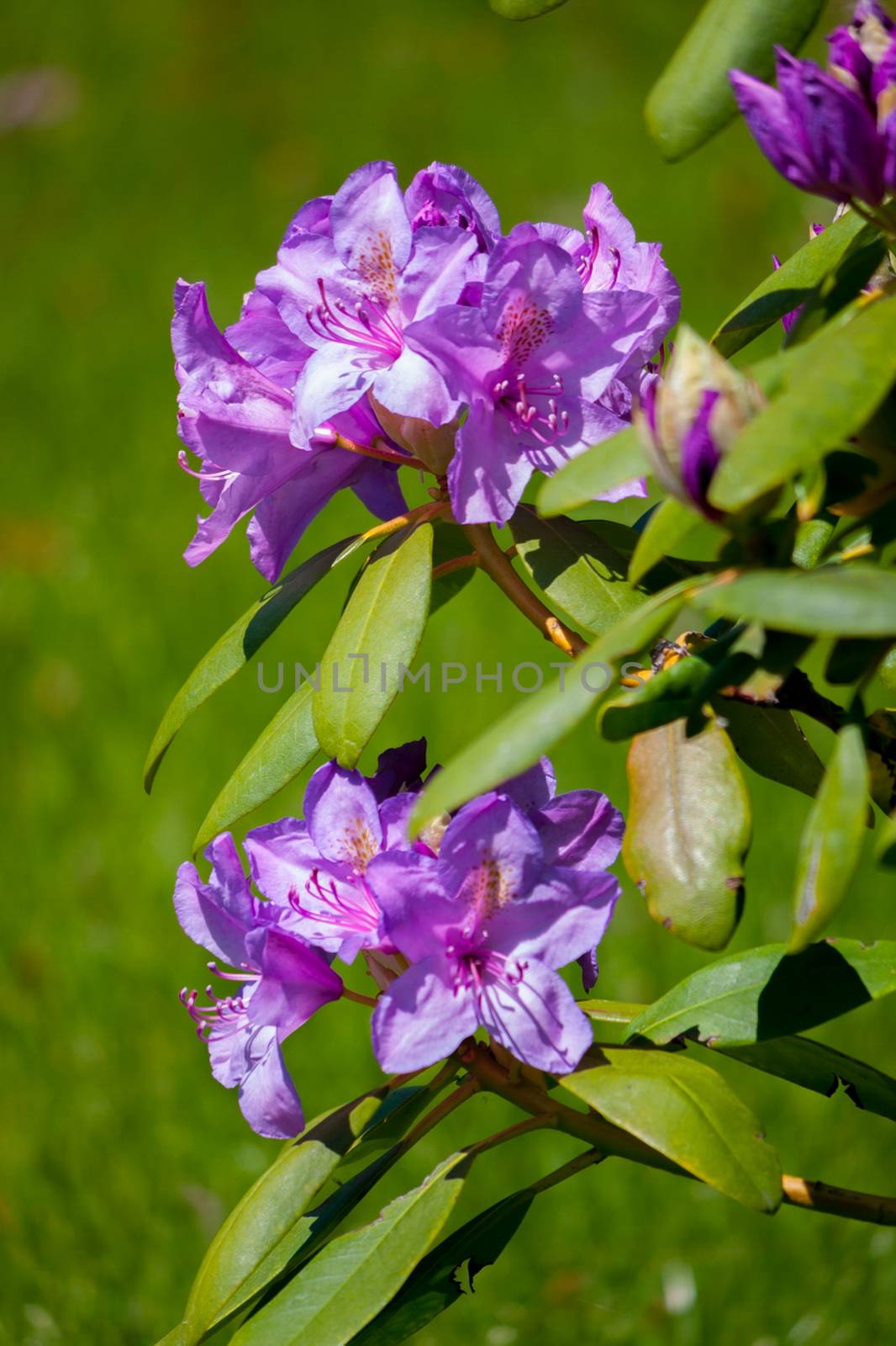 The tree blossomed lilac flowers with five petals. Among the green, juicy leaves