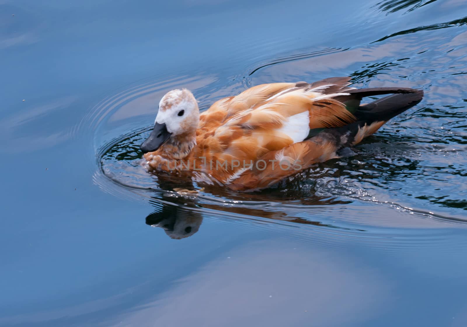 A beautiful duck with a smart look floating in the waters of the pond. With feathers of white beige color and own reflection on the water surface.
