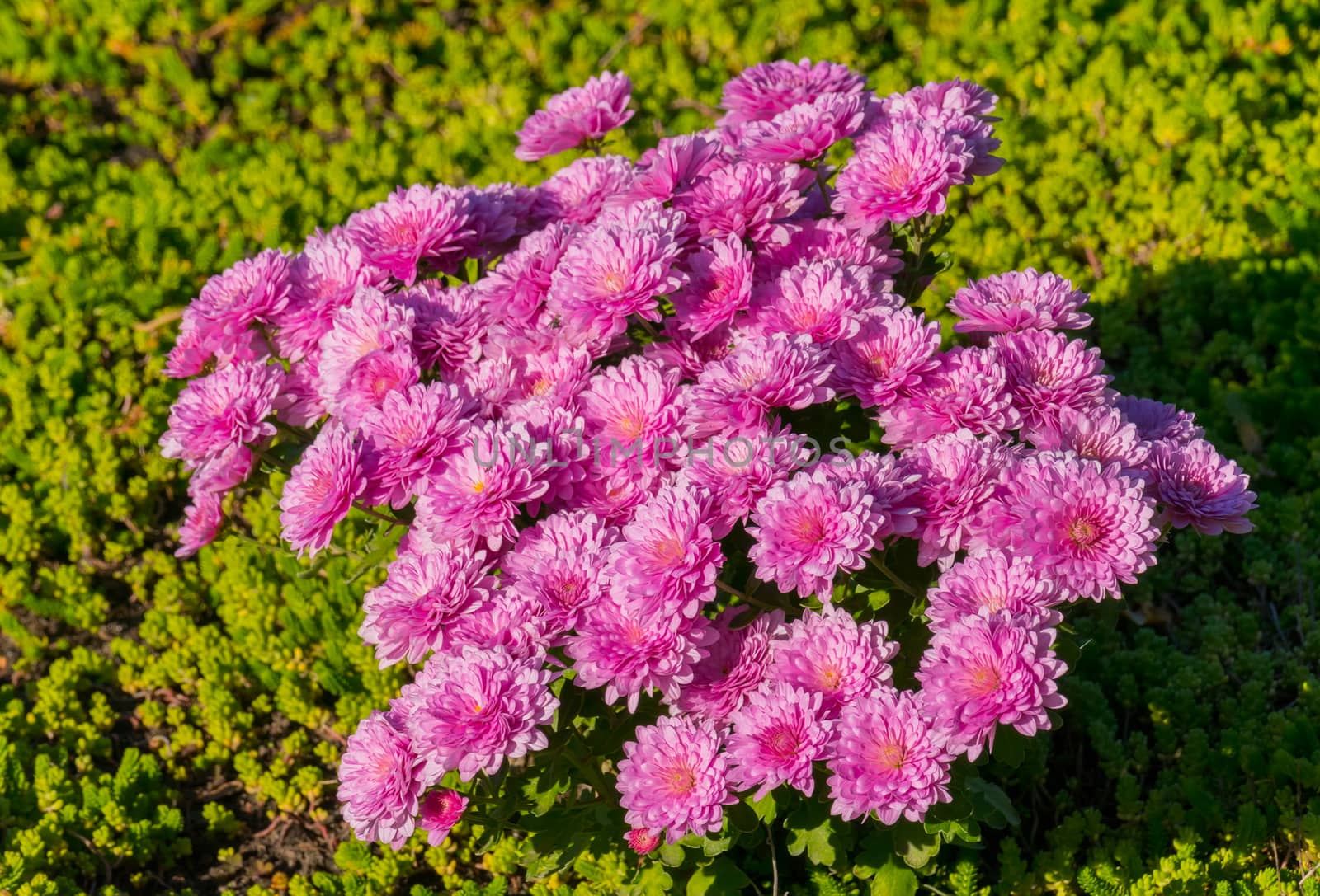 Dense bush of pink flowers of chrysanthemums of light tangled with bright sun.