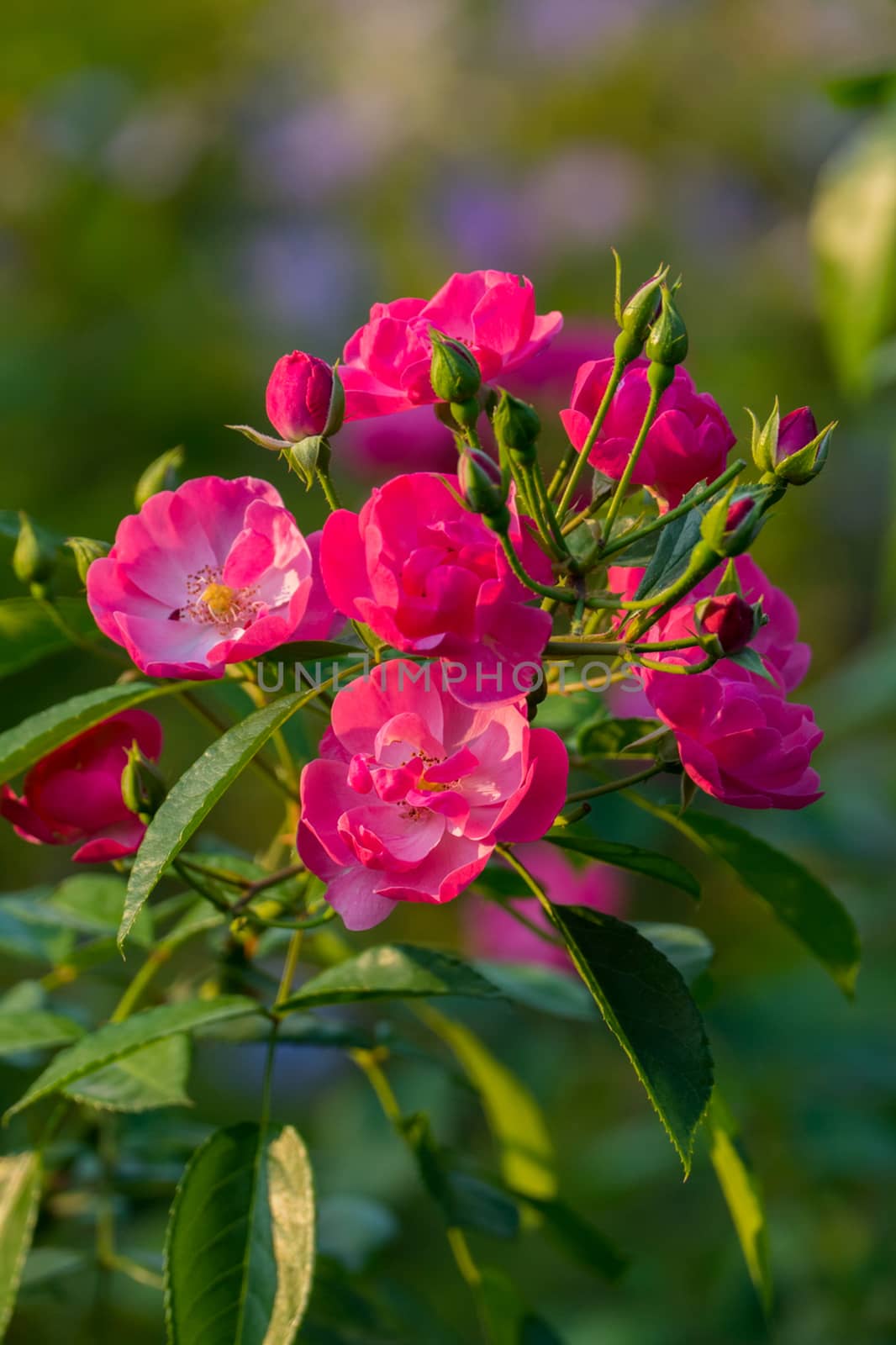 A sweet flower with pink petals growing a bowl with unblown gree by Adamchuk