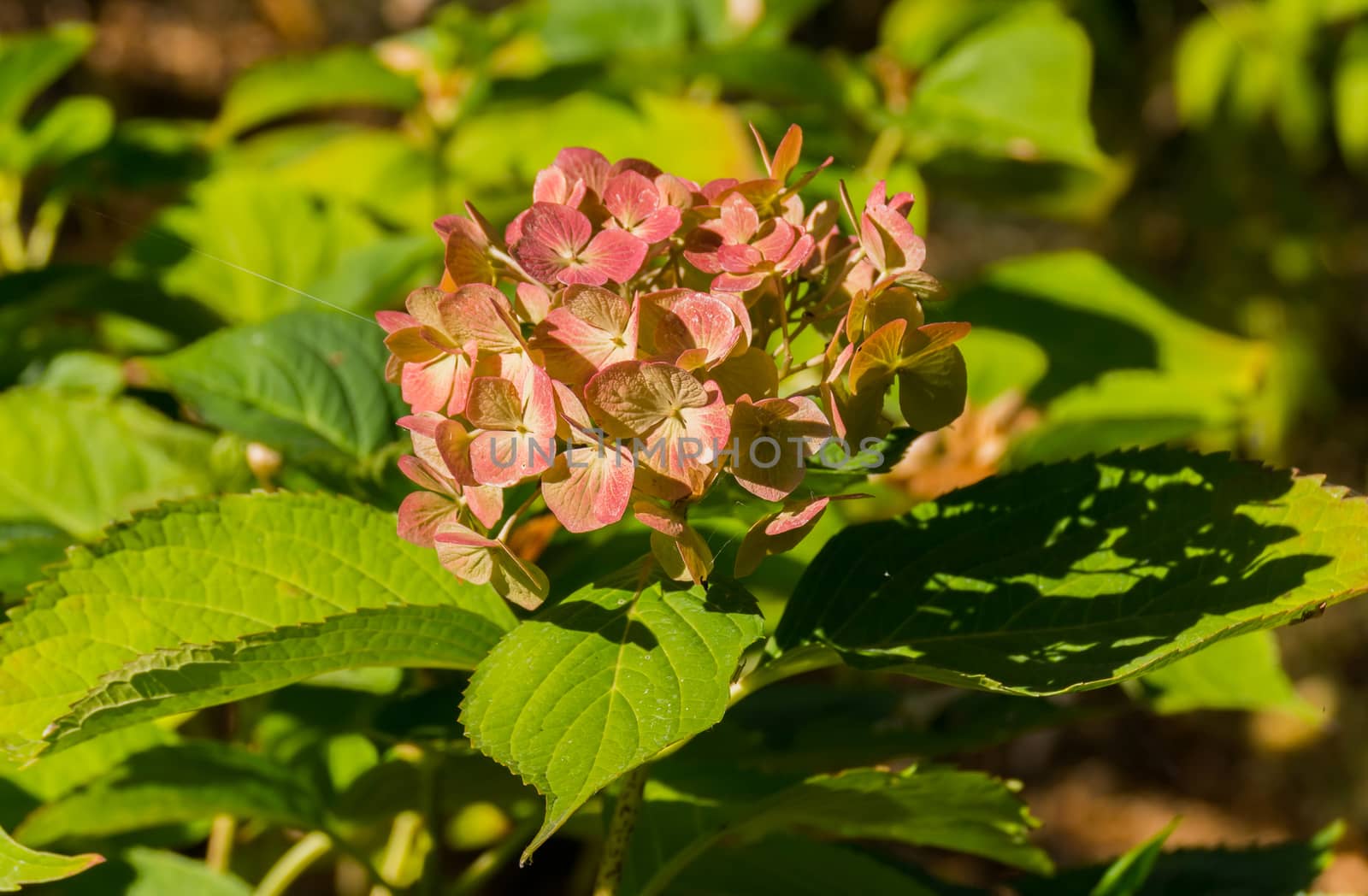 the beginning of the flowering of pink hydrangea against the backdrop of green bush leaves