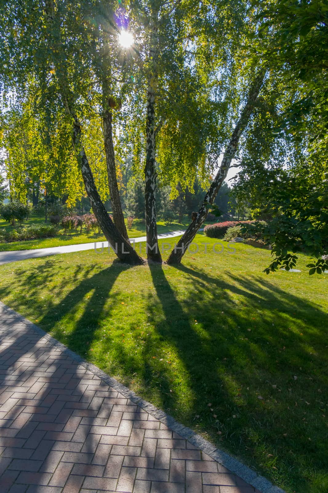 a grouping of four birch trees in a park through which sunlight shines on green grass