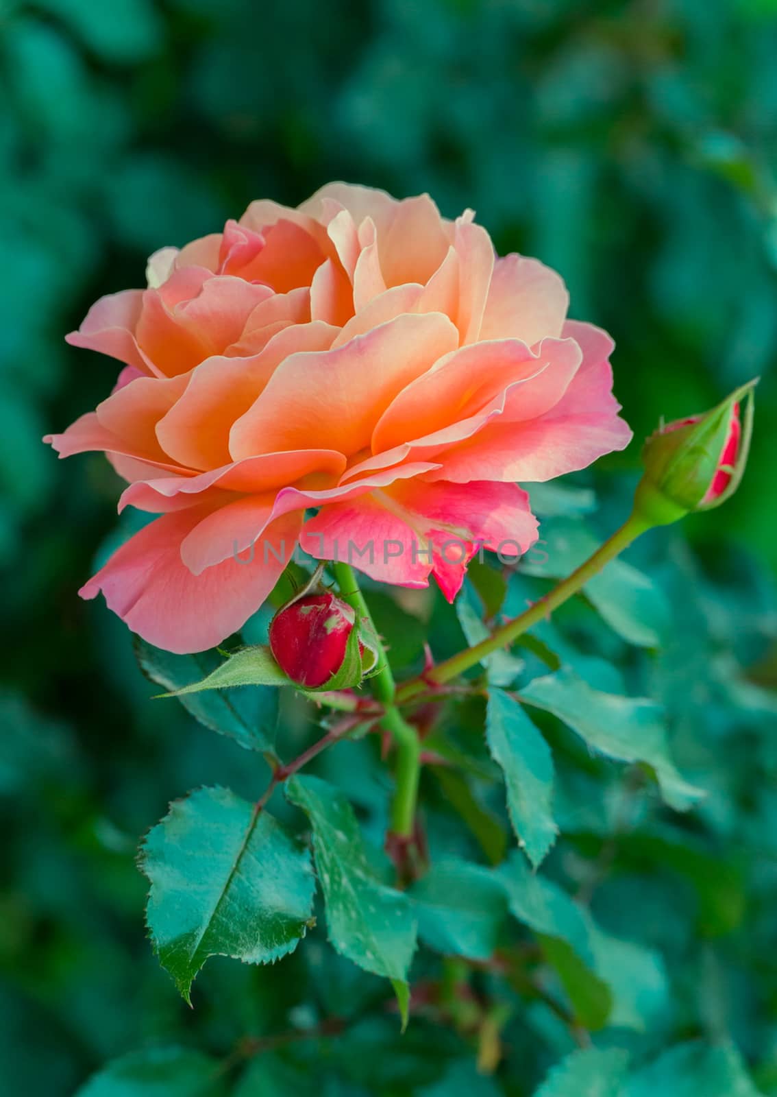 A beautiful rose on a thorny thin stem with green leaves