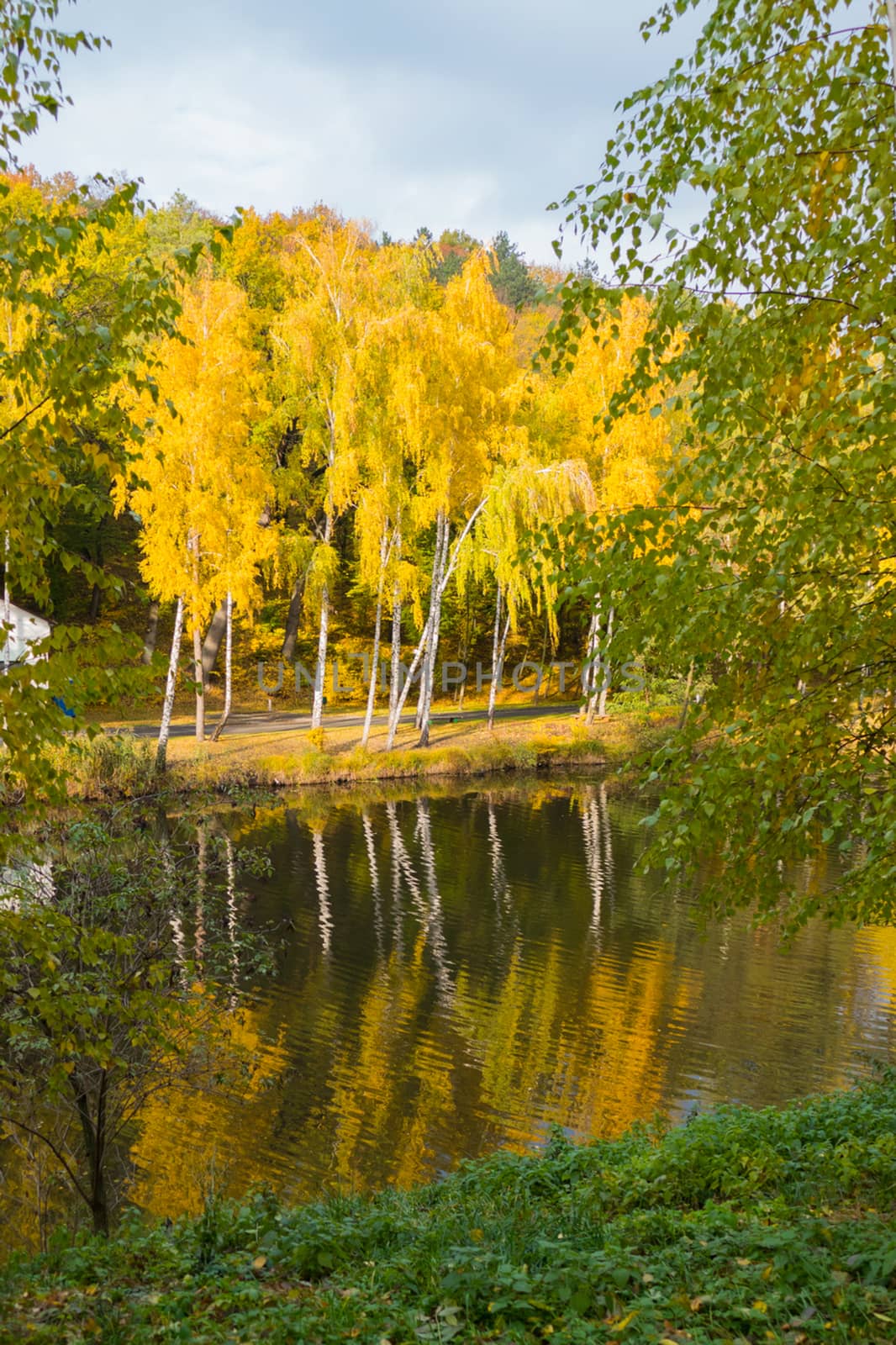 golden white birch trees reflect their image in the park's lake by Adamchuk