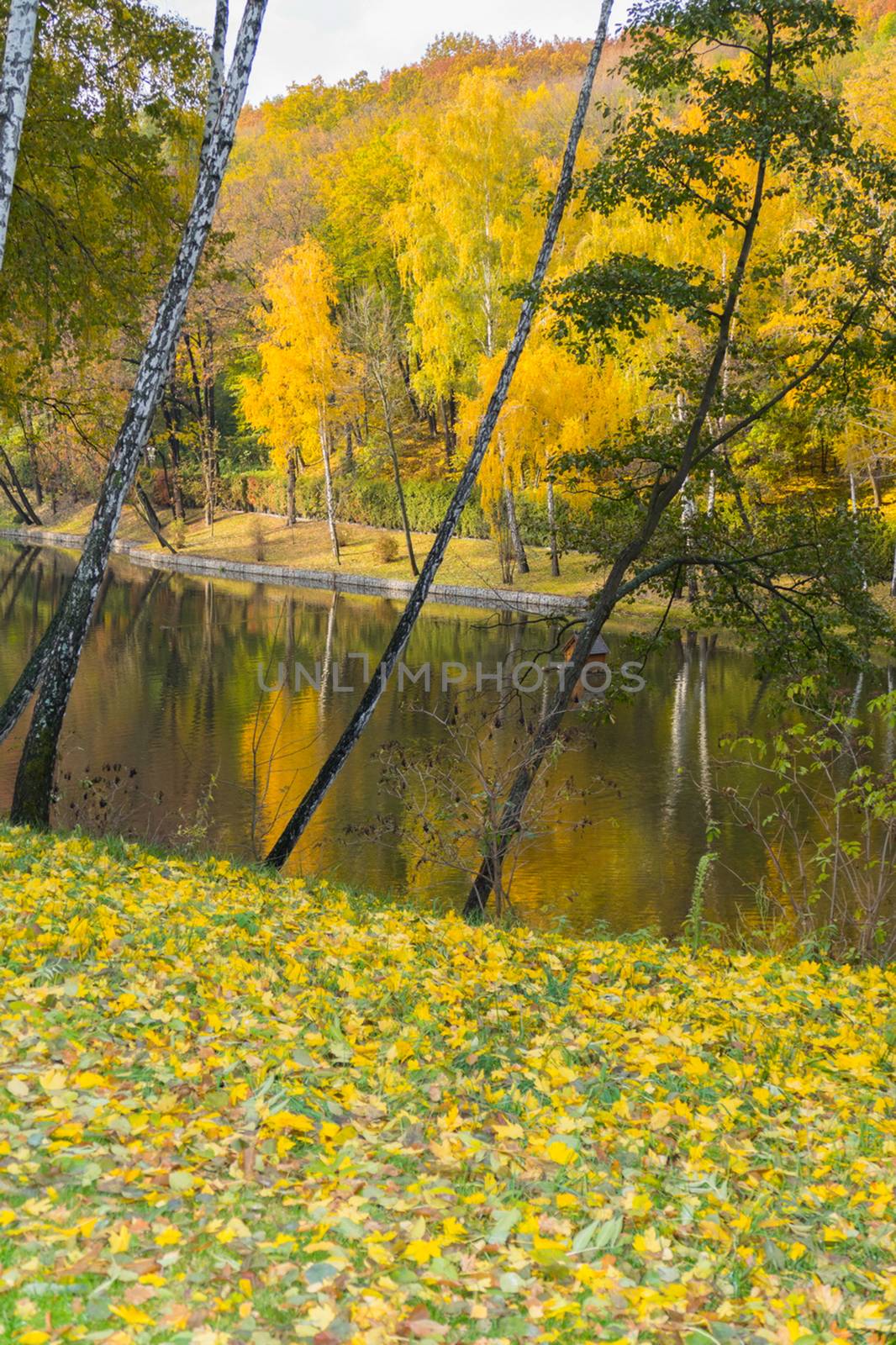 Gold and green falling leaves on the shore of a transparent lake by Adamchuk