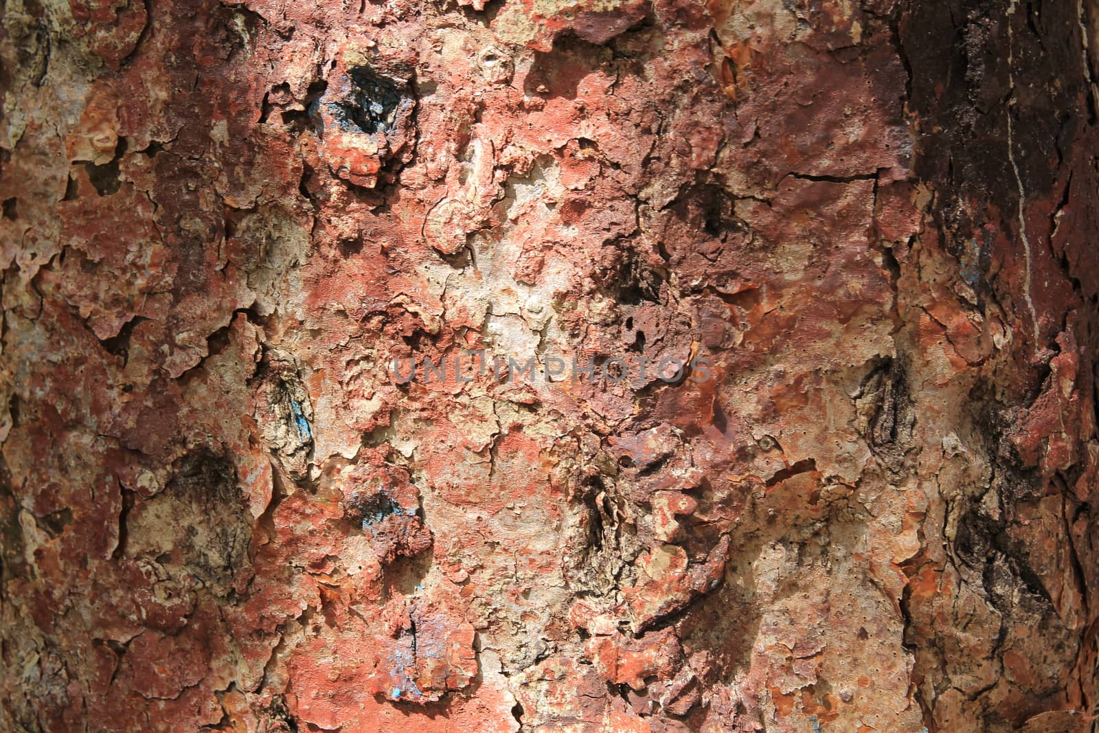 Close - up of textured bark of a tropical tree