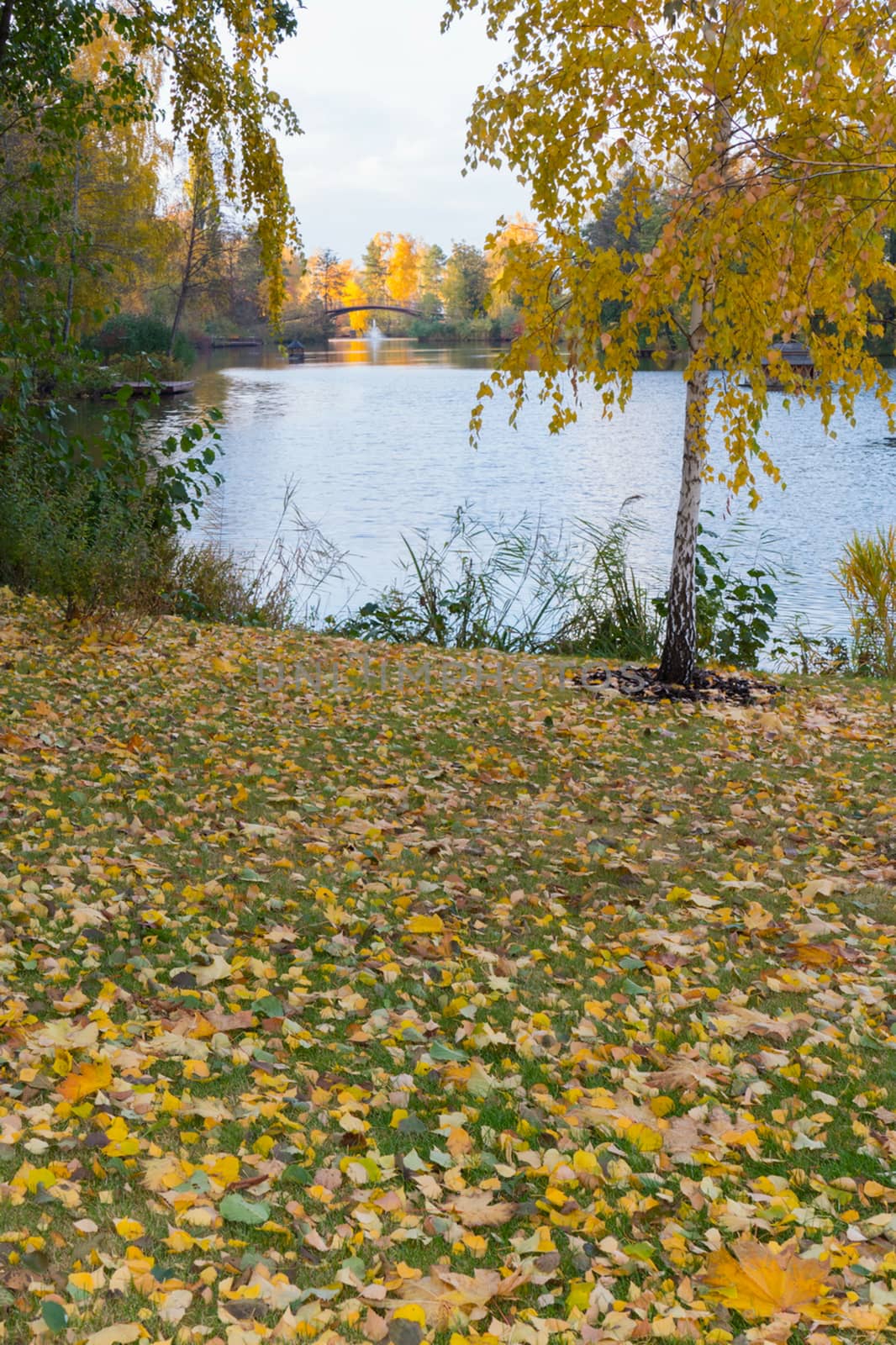 The shore of the lake with a small birch and fallen leaves on th by Adamchuk