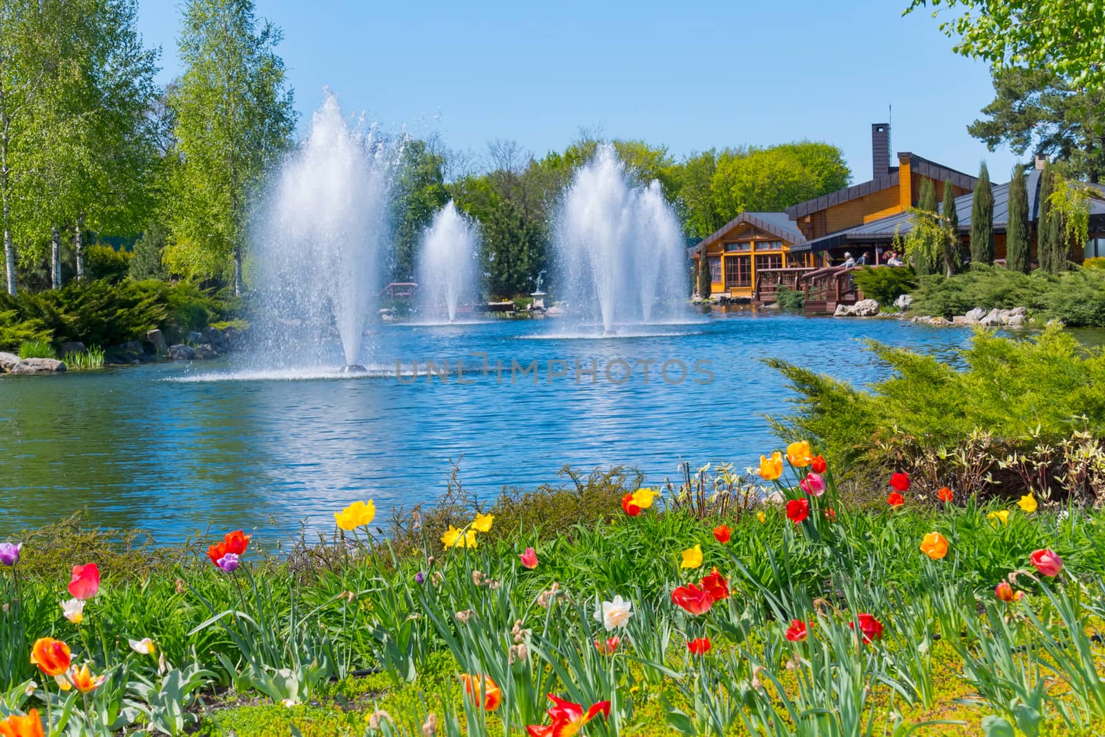 Lovely different colors of tulips growing on the shore of a small pond with clear water against the background of tall beautiful fountains beating in the middle of the pond.