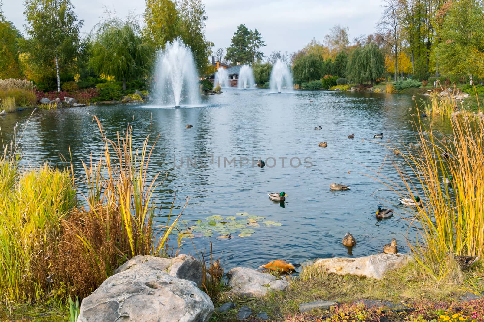fountains over a lake with ducks in a beautiful autumn park. Mezhigirya Ukraine