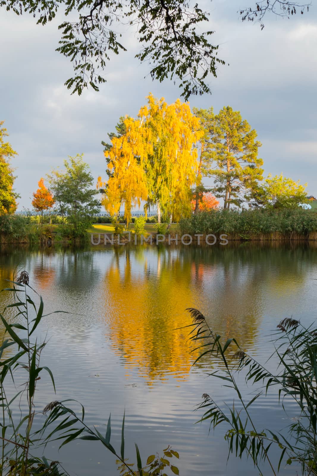 a splendid autumn landscape of trees dressed in yellow foliage by Adamchuk