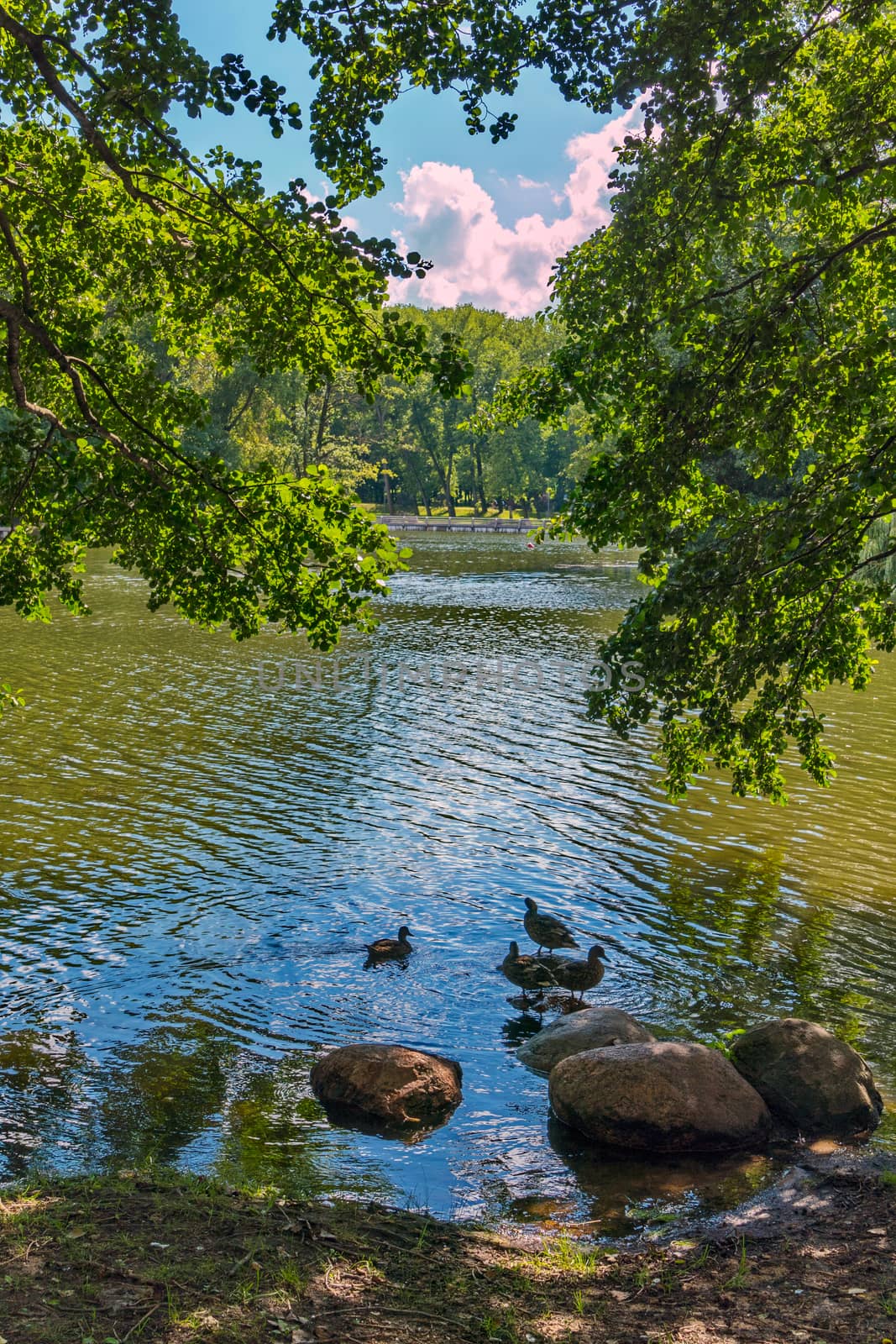 Ducks near the shore cleaning their feathers next to the stones with a beautiful view through the foliage of the trees to a clear blue sky and white clouds. by Adamchuk