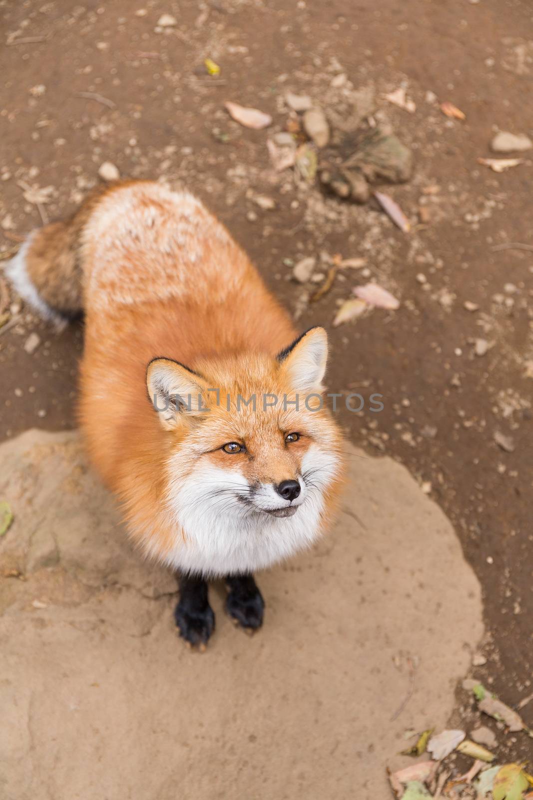 Cute fox by leungchopan