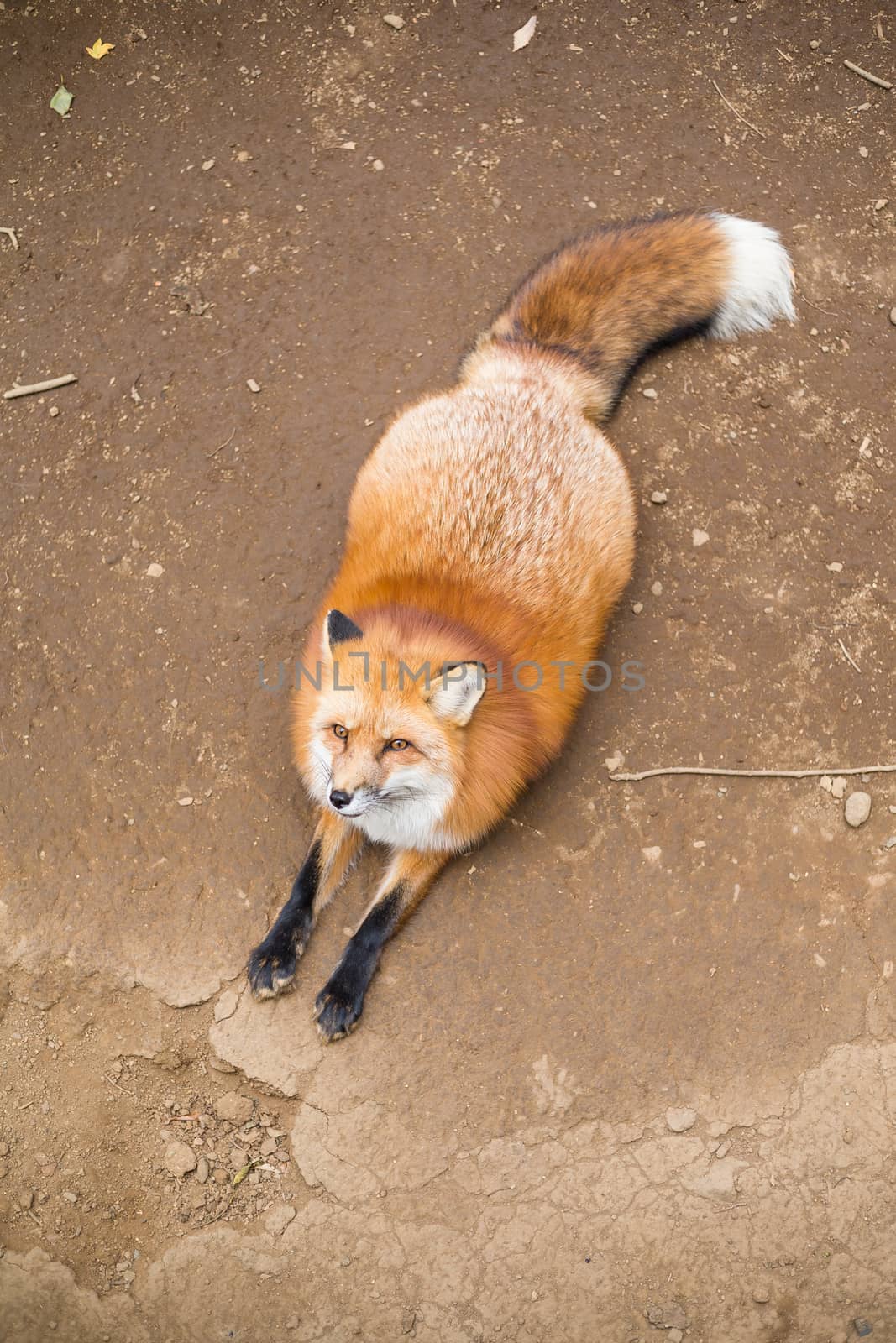 Lovely fox sitting outside