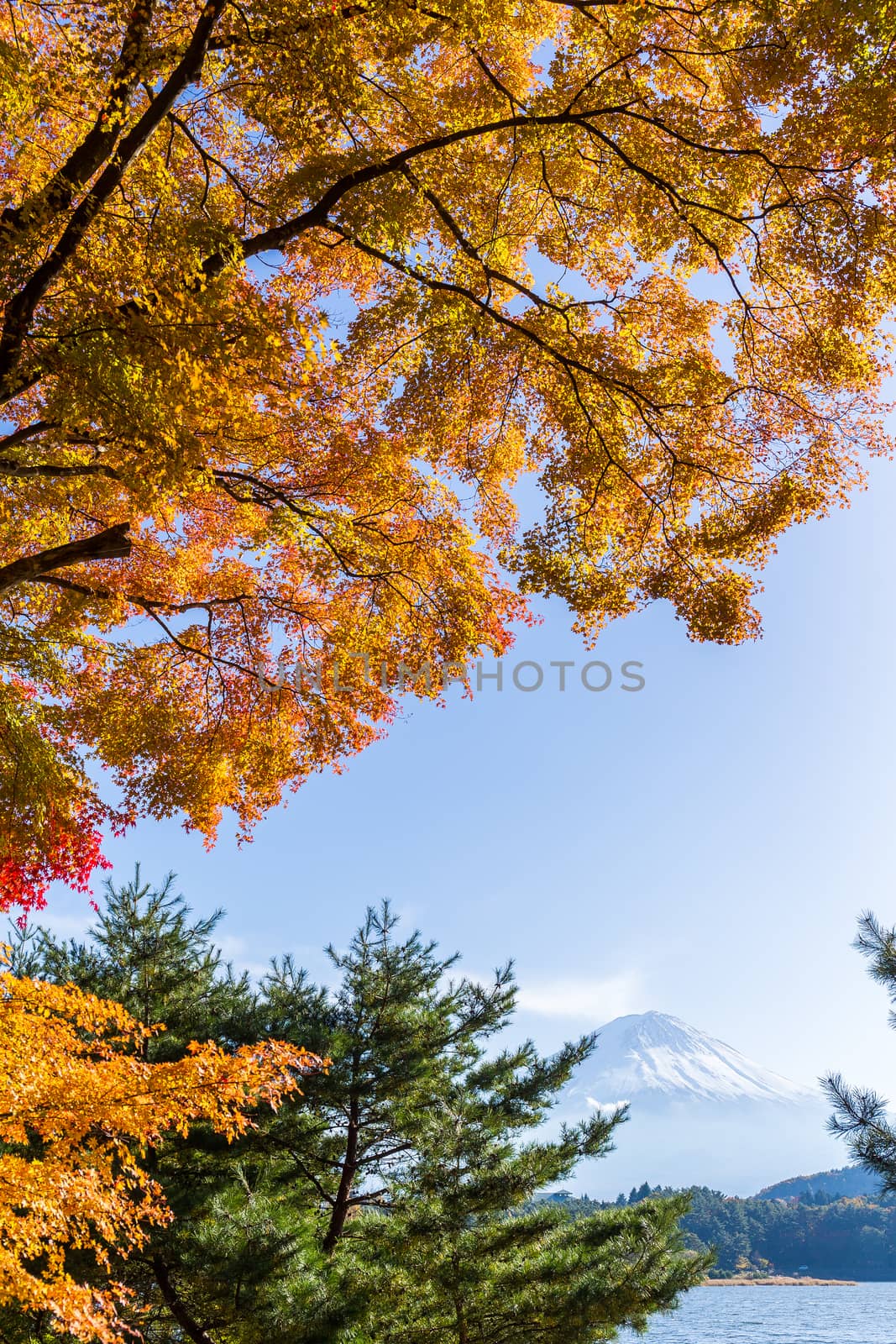 Mt.Fuji in autumn by leungchopan