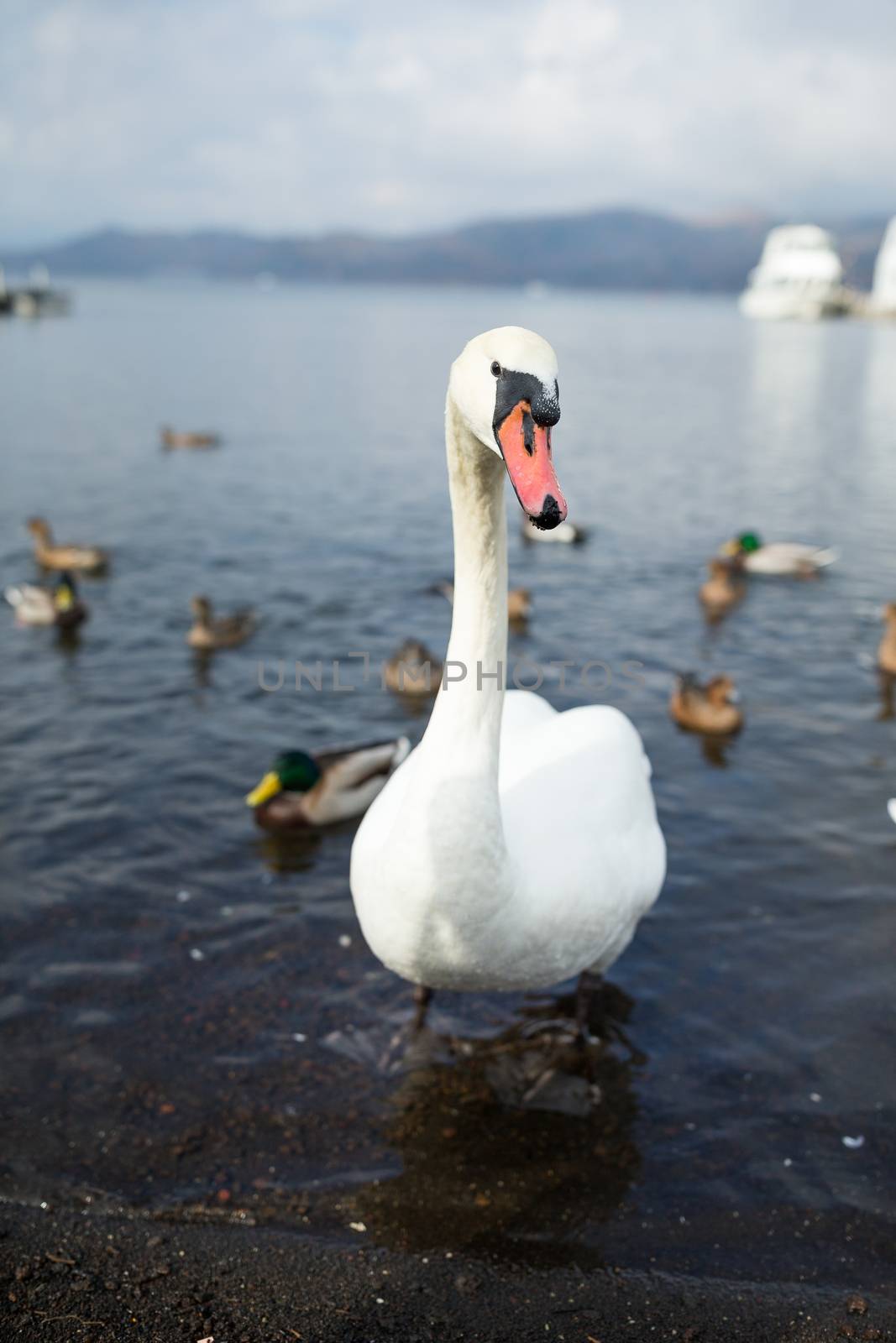 Swan with duck by leungchopan