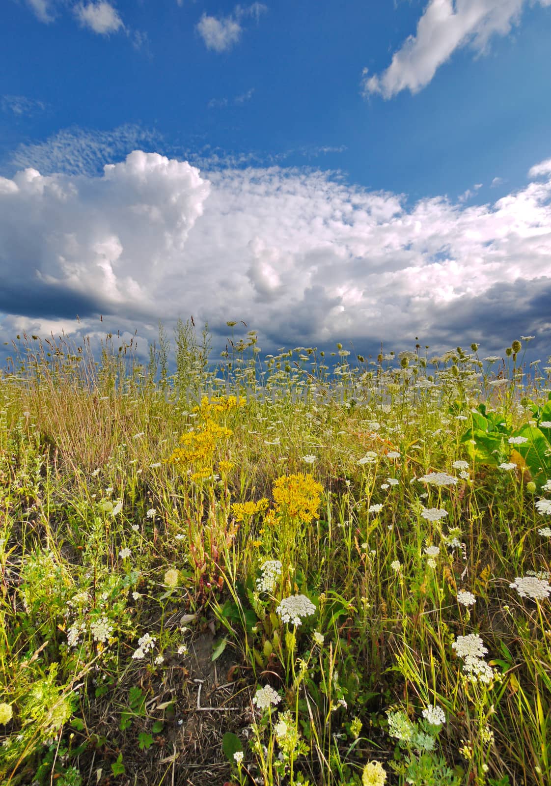 Meadow with different blooming herbs and the sky that begin to cling to rain clouds by Adamchuk