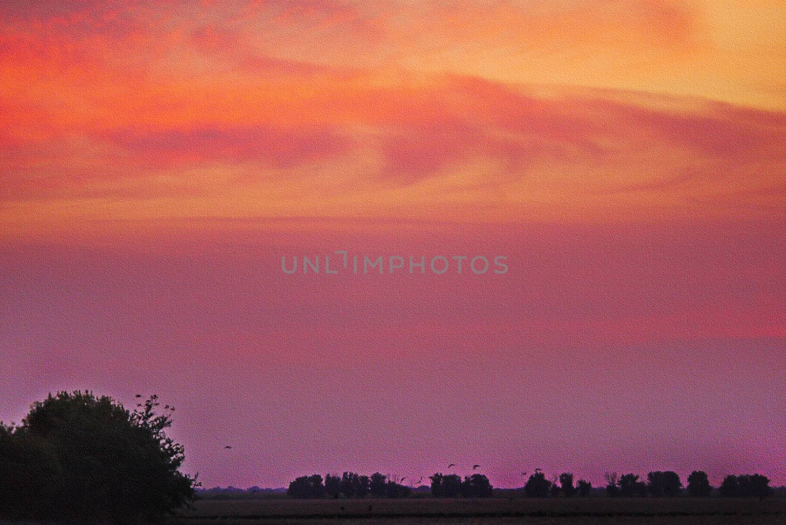 Beautiful pink evening sunset on a background of a field with large deciduous trees