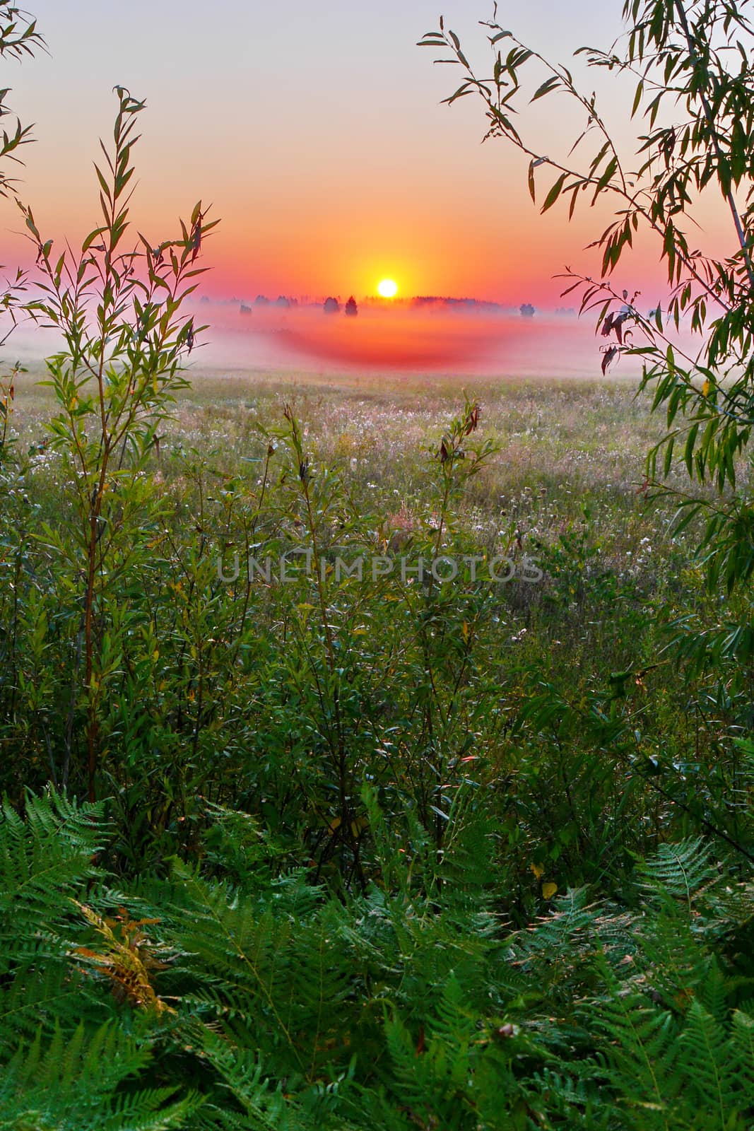 Dawn on a green meadow with grass covered with droplets of dew. Morning haze and the sun rising from the horizon in the distance. by Adamchuk