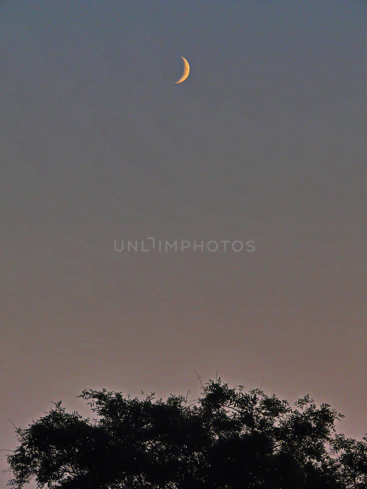 lonely moon of haze on a violet sky over a thick tree crown by Adamchuk