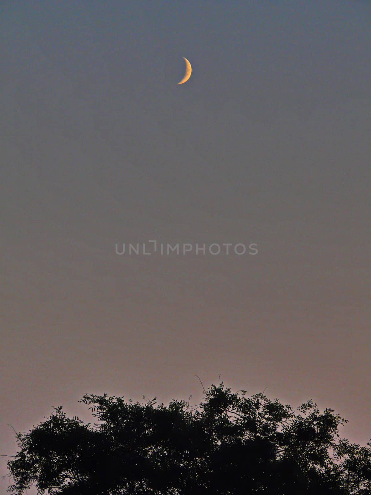 lonely moon of haze on a violet sky over a thick tree crown