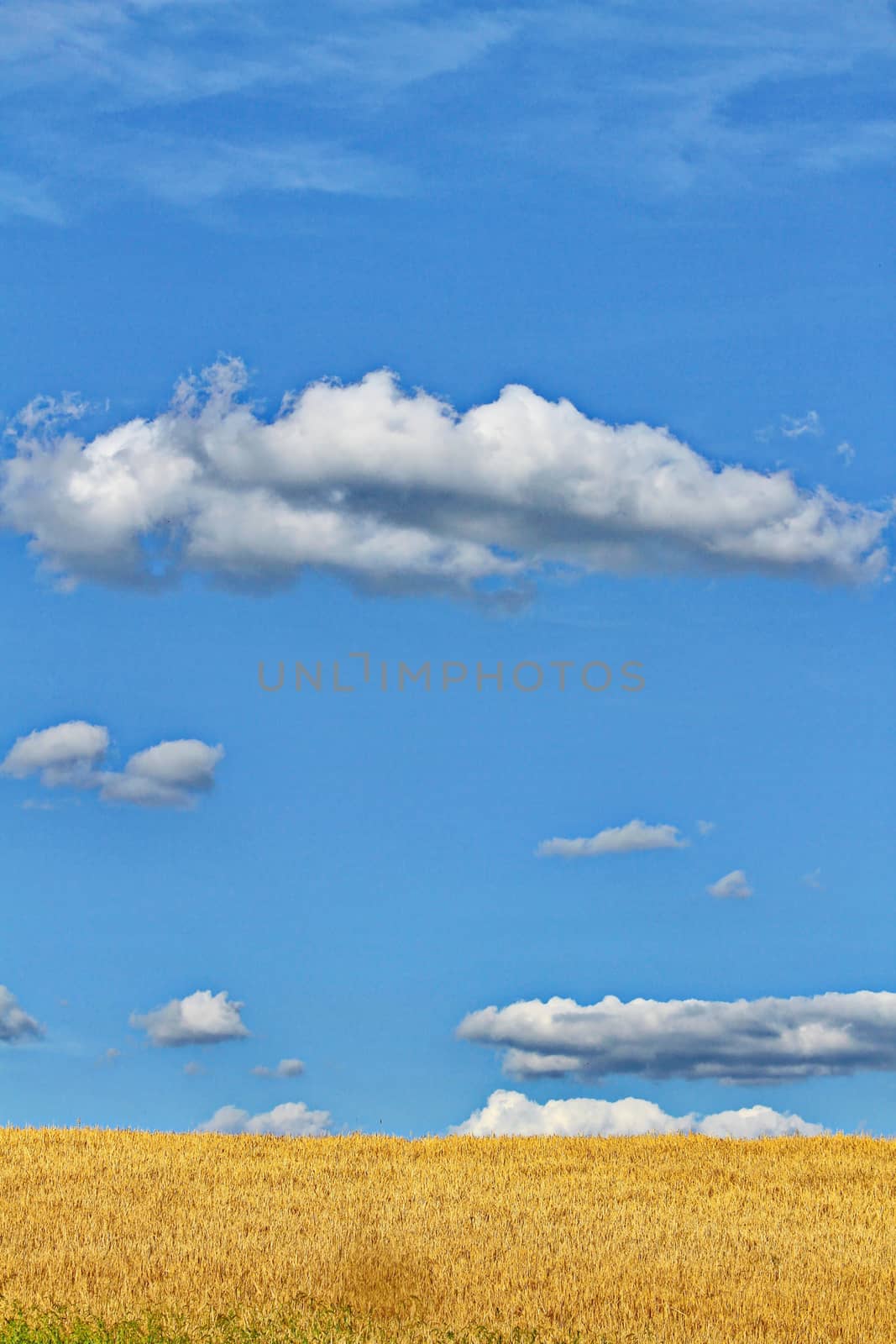 A golden field against the background of a blue boundless sky with white clouds