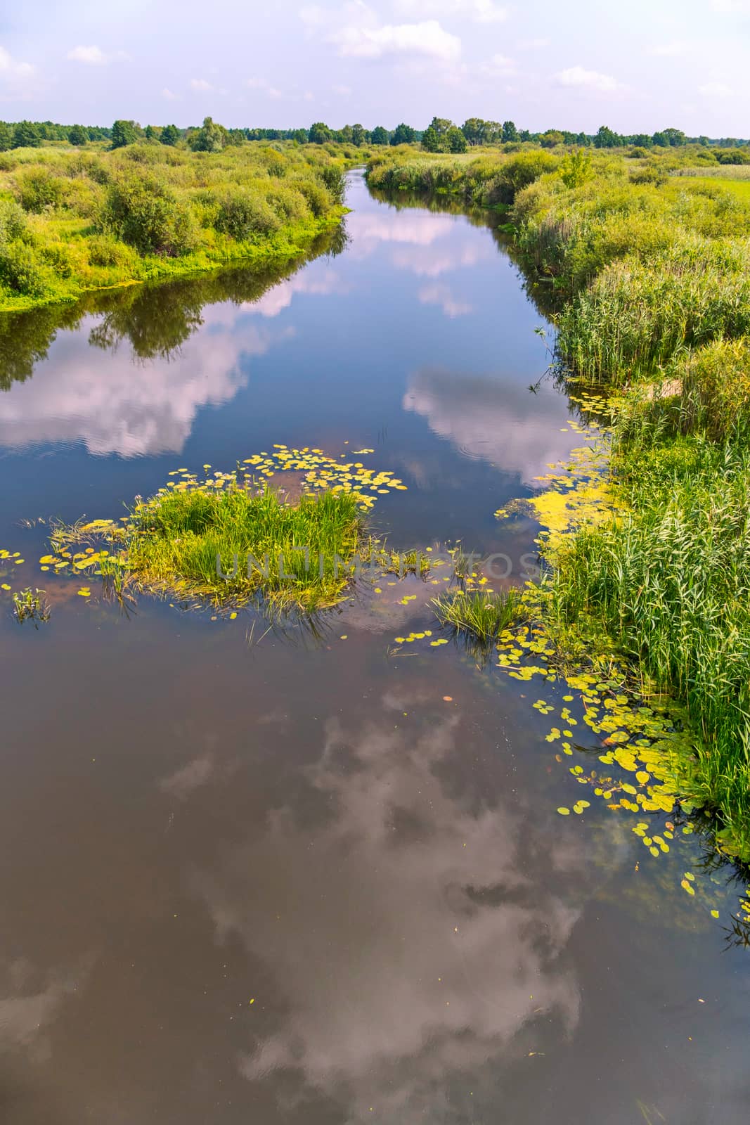 A small river bay with a huge number of different green plants