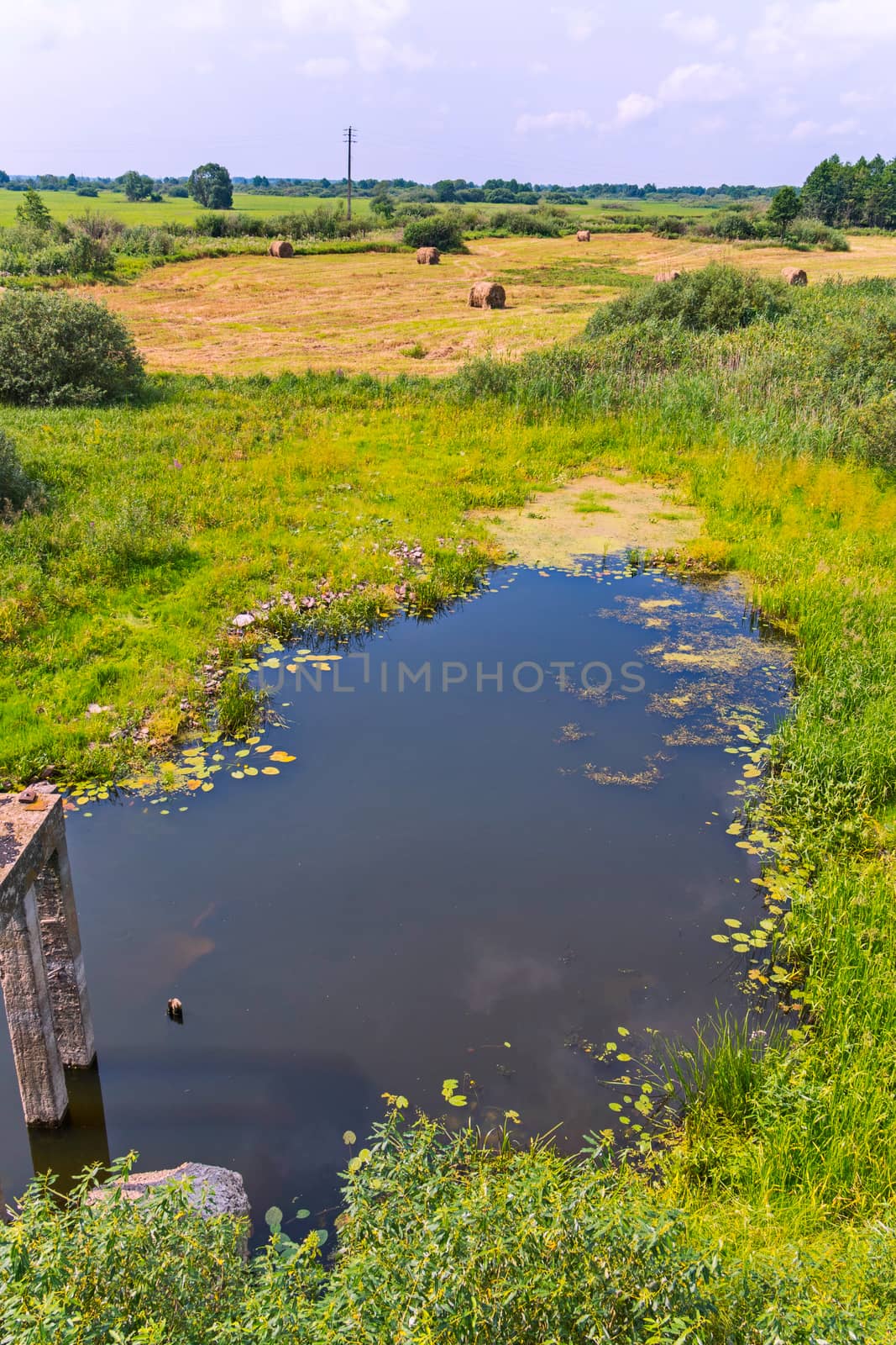 A small pond overgrown with lots of green vegetation in the rays of the summer sun by Adamchuk