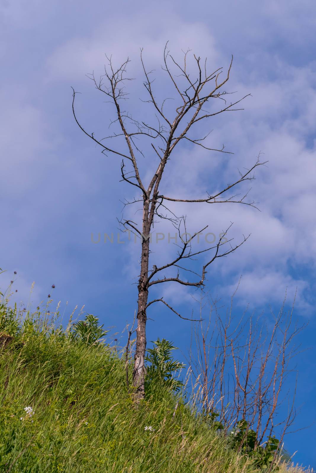 Dry branches of a small tree located on a green mountain slope