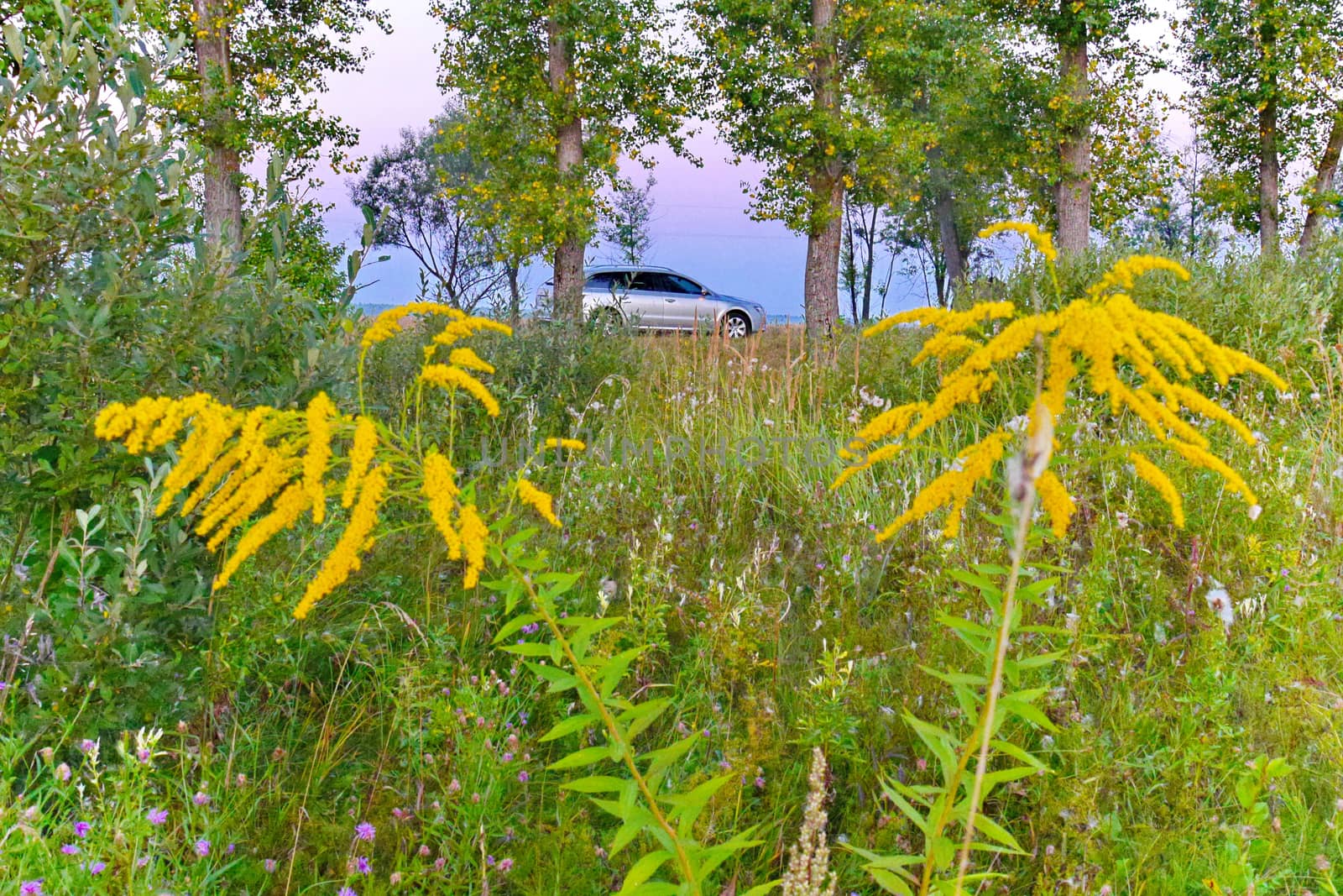 beautiful thickets of wildflowers with a car in the background visible against the sky