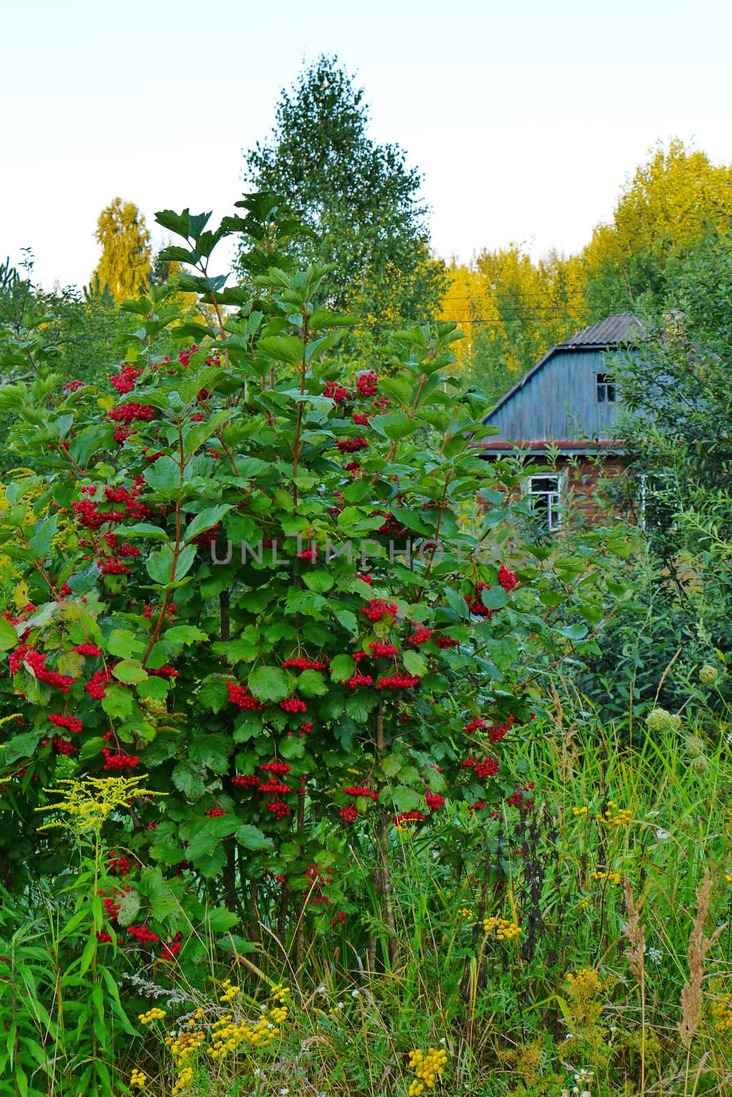 Bushes of red mountain ash with yellow meadow flowers growing below. The yellowing tops of trees and the old abandoned village house lurking among them.