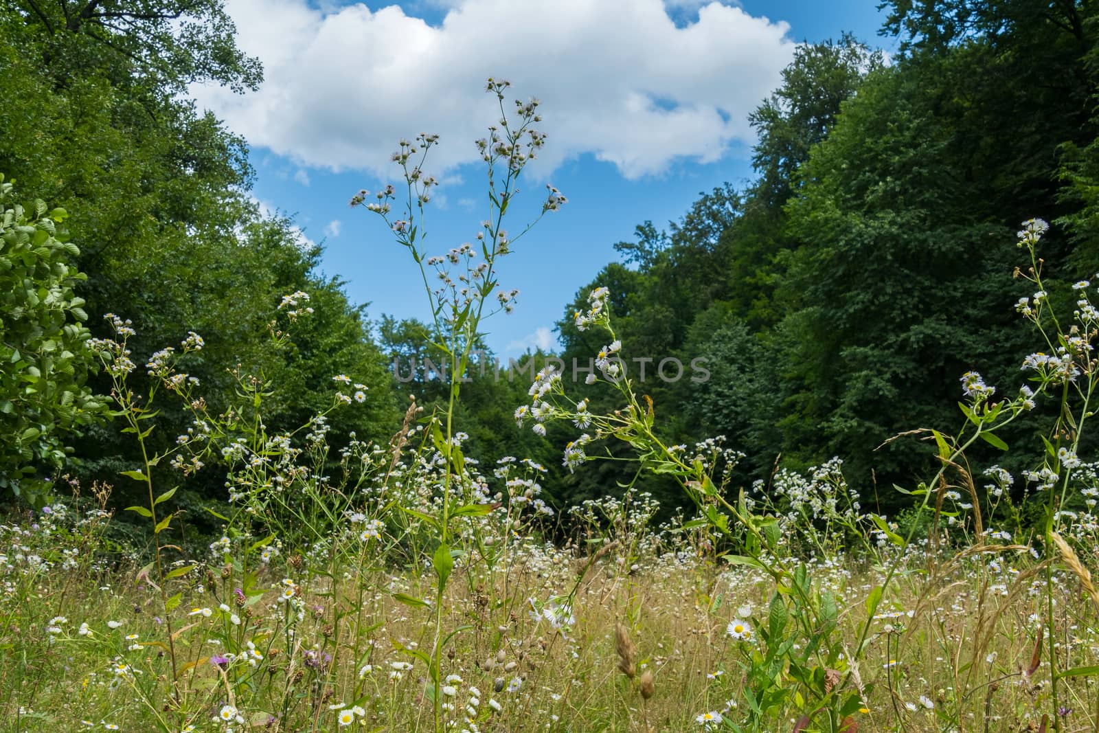 A magnificent meadow in the trees covered with a carpet of meadow flowers with a blue bright sky with clouds above it.