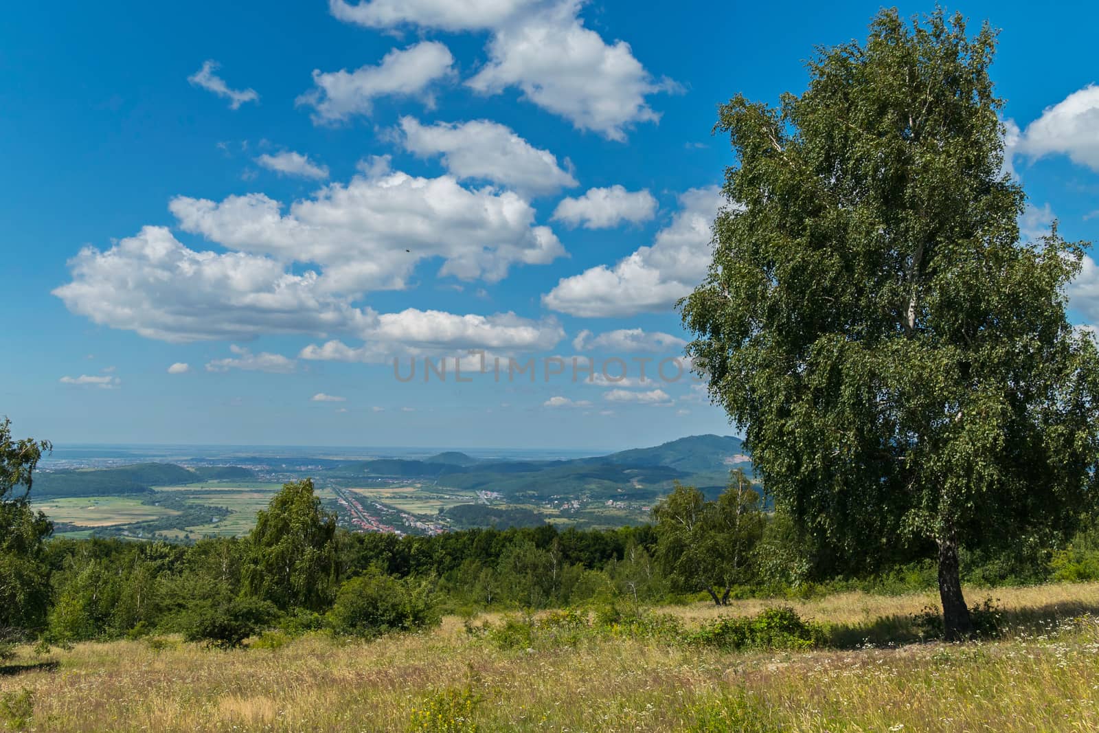 Big proud green birch in a field against a backdrop of a mountain ridge and a blue sky