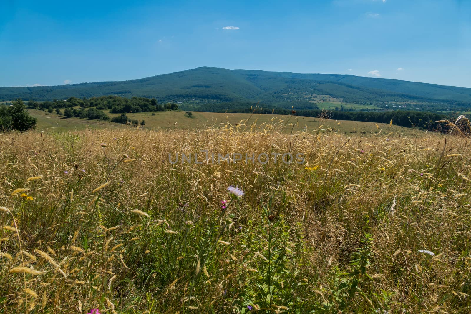 green slopes overgrown with grass on a background of mountains under a blue sky