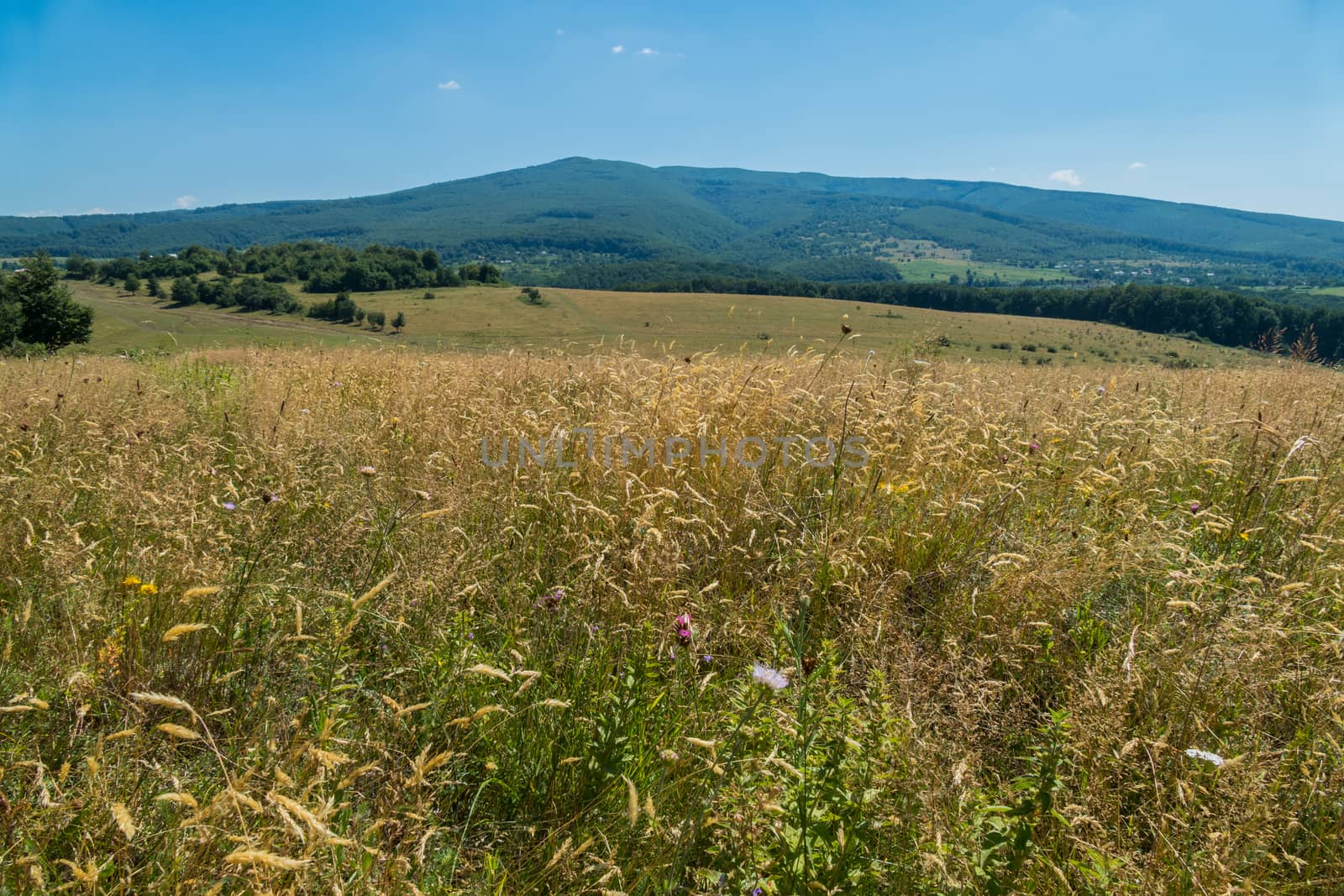 Beautiful mountain slopes covered with green dense forest with meadow lying at the foot of a clear blue sky.