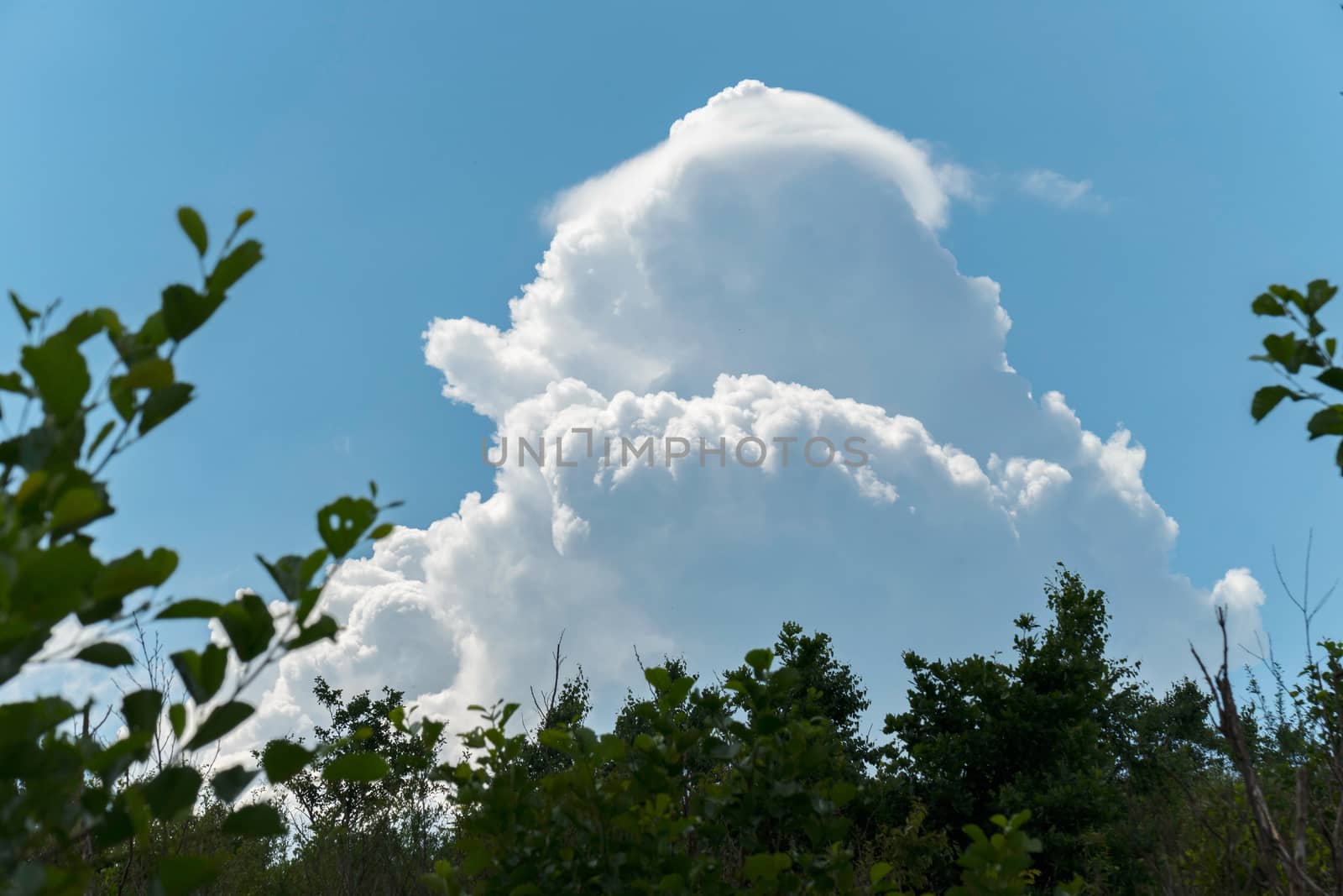 Tops of trees with green leaves against the blue sky with white lush clouds