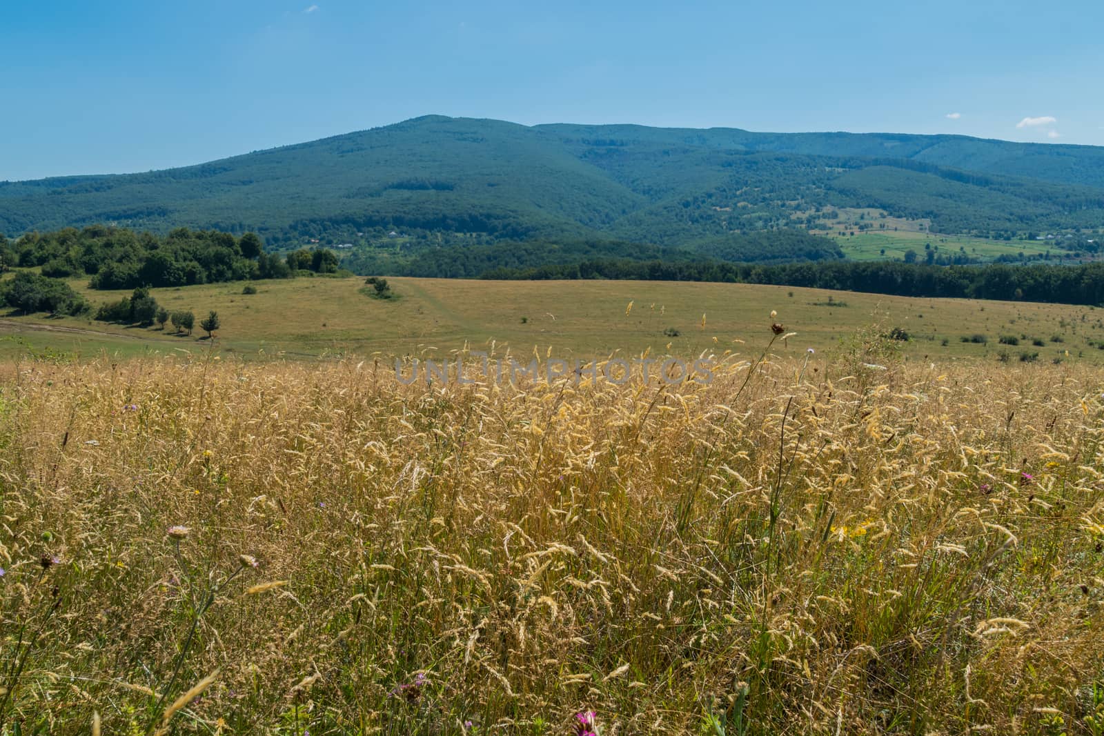 Colossal golden field against the background of a green mountain slope