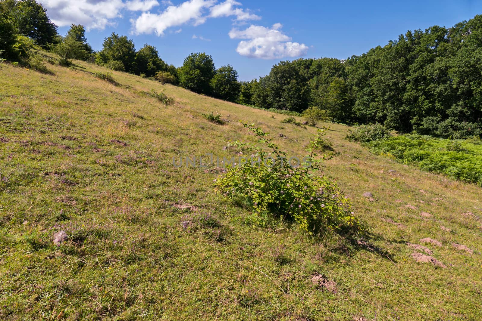 A bush of a wild rose grows on a slope with dry, yellow grass