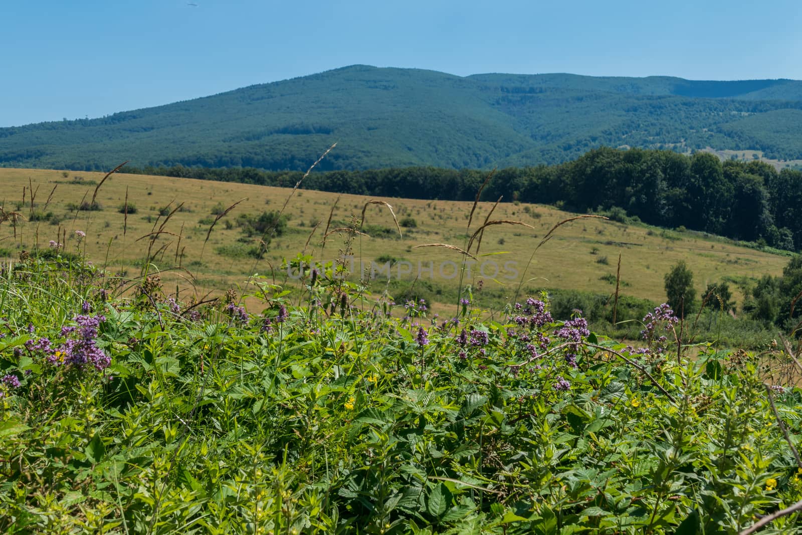 Beautiful meadow flowers growing on a large meadow located in a mountainous area with beautiful peaks against the blue sky.