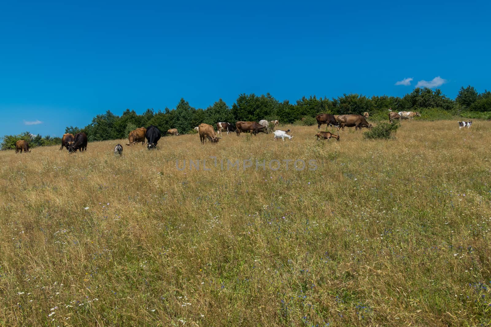 a herd of cows and goats in a clearing in the middle of the forest