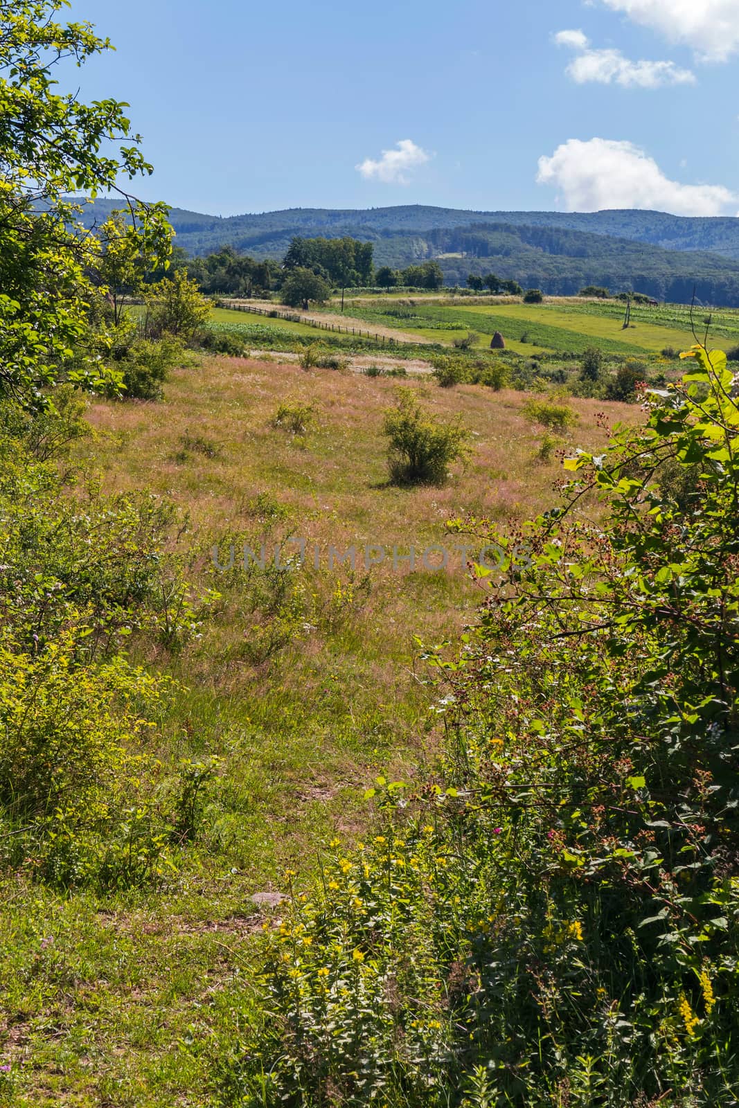 Sultry summer day with a view of the green nature. Rural vegetable gardens with planted plants located at the foot of the green slopes of the hills.