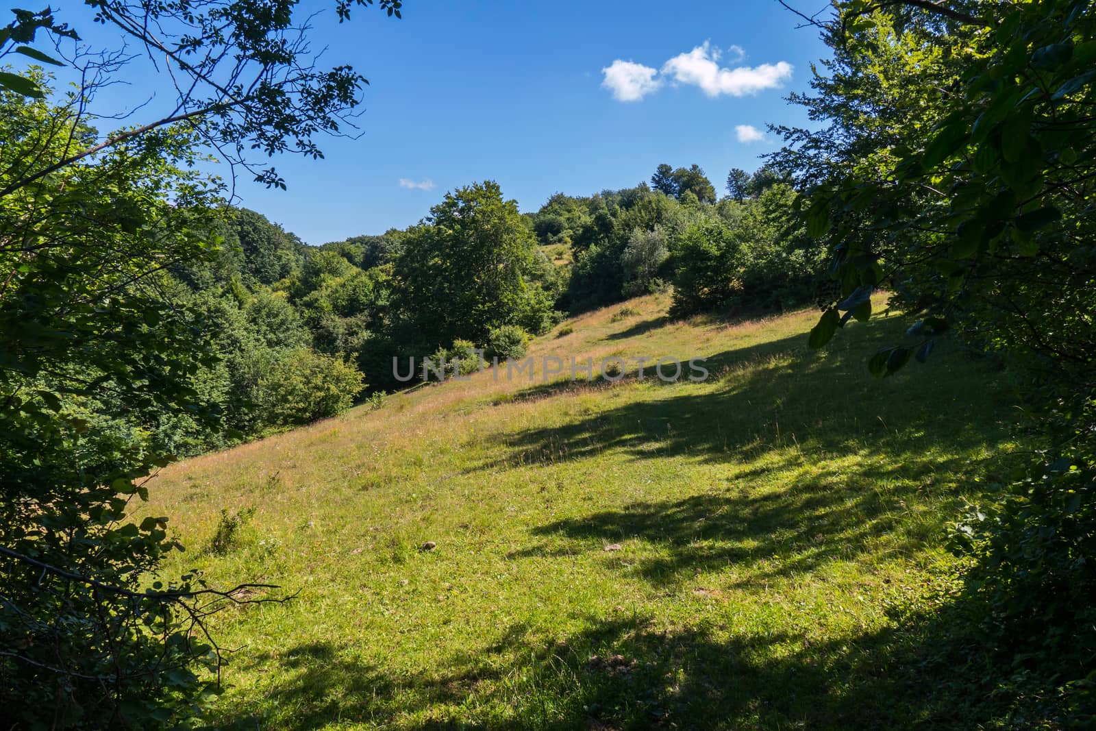 good place for a picnic green glade on a slope between trees with a transparent blue sky at the top