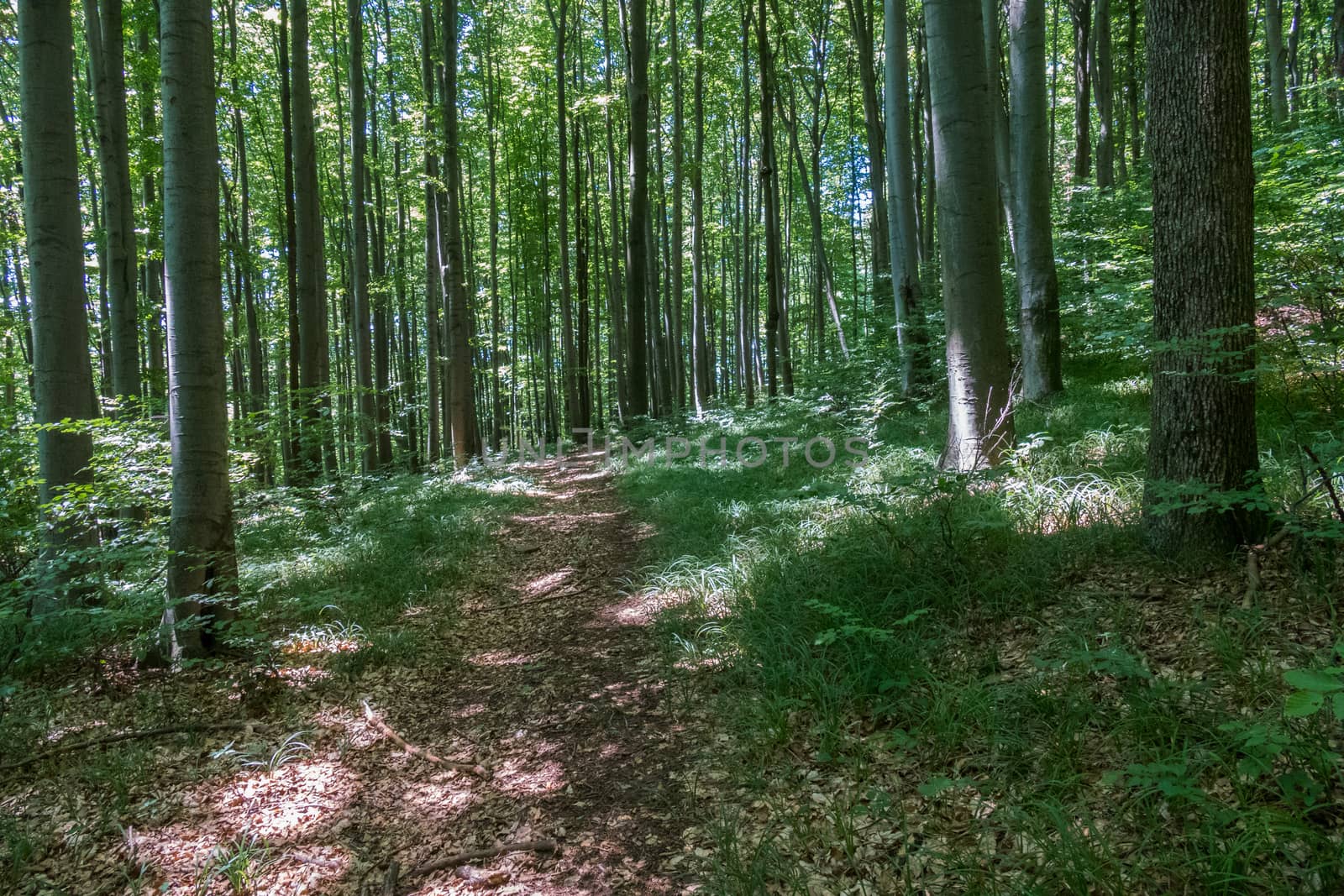 The path is trodden by tourists in the forest with perfectly even, dense trees