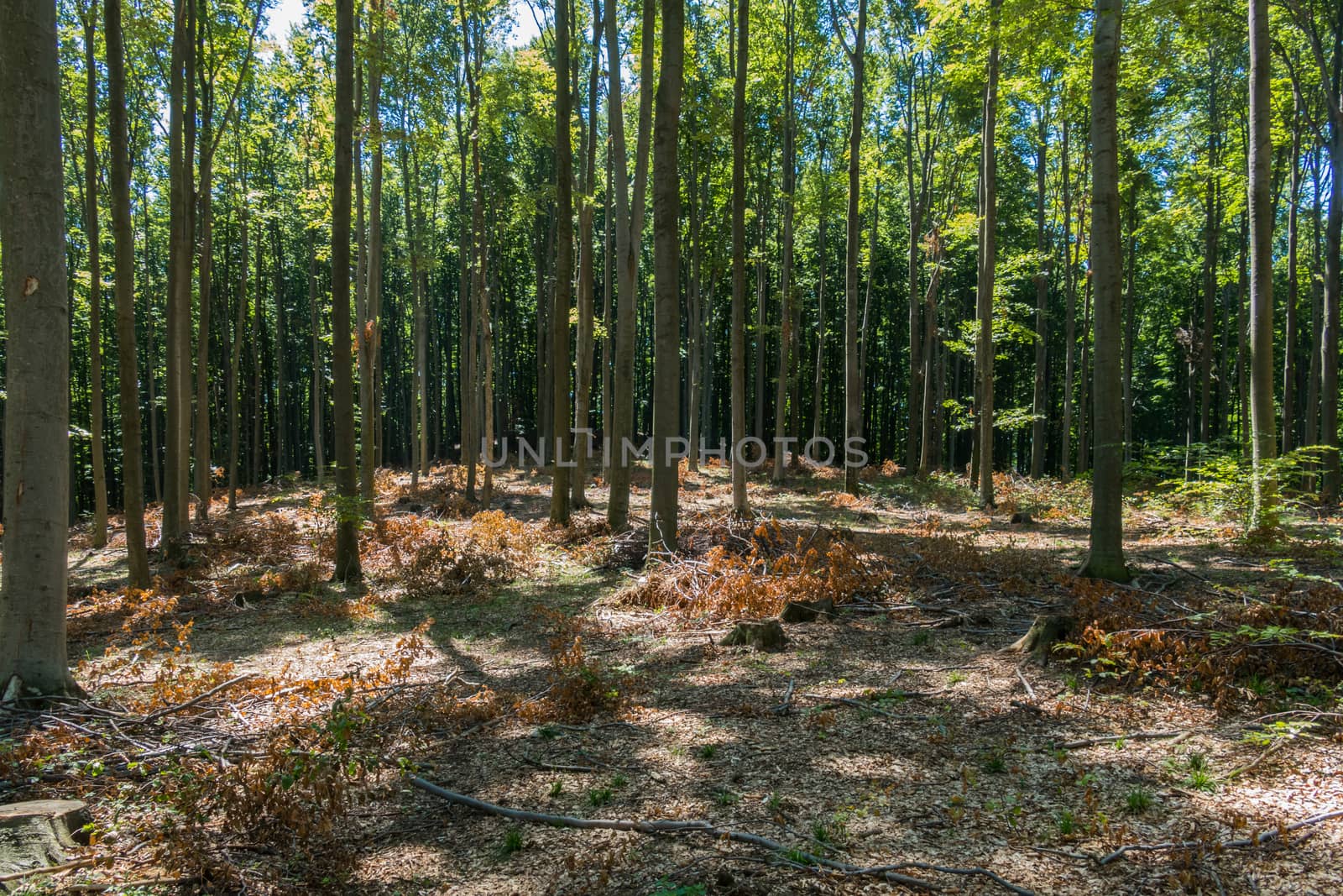 hens of cut trees between young high hornbeams in a rare forest
