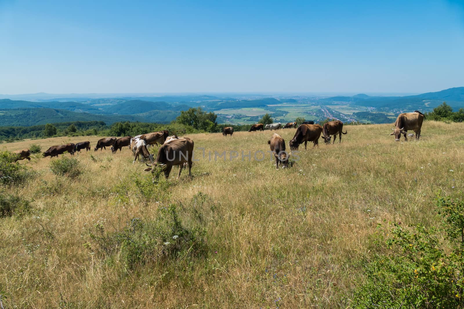 Peacefully grazing cows on a high hill with dry grass. Under the summer sun with a beautiful view of the city lying in the valley.