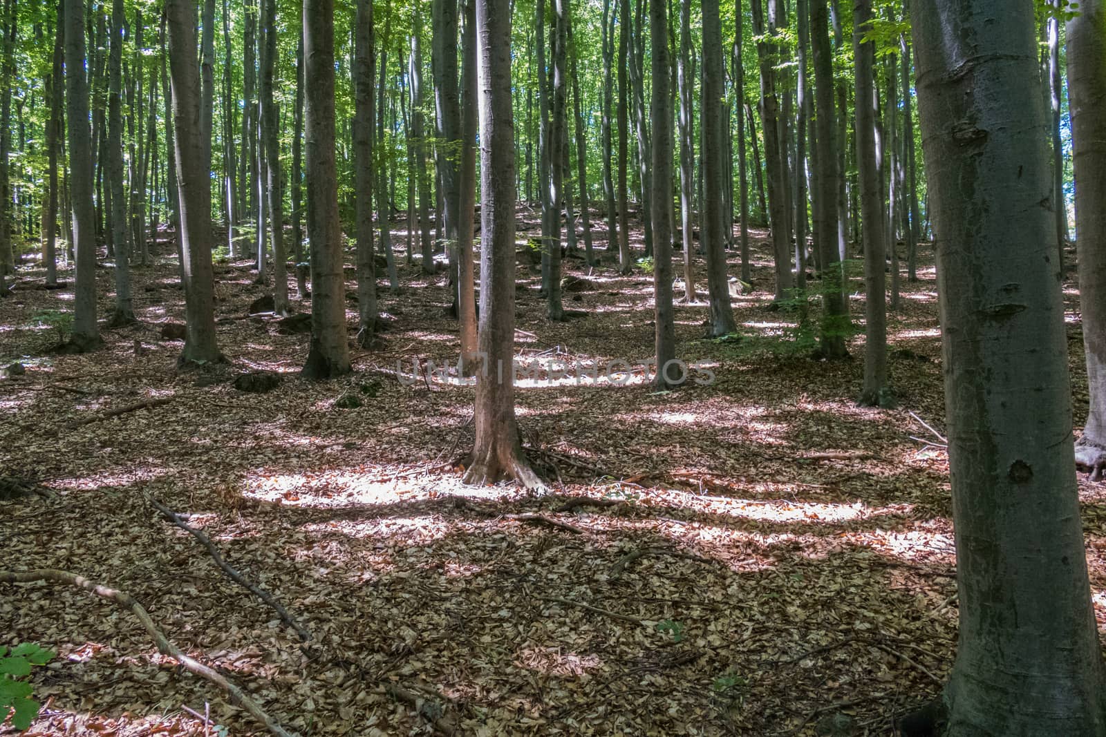 forest with stunted vegetation and large trees